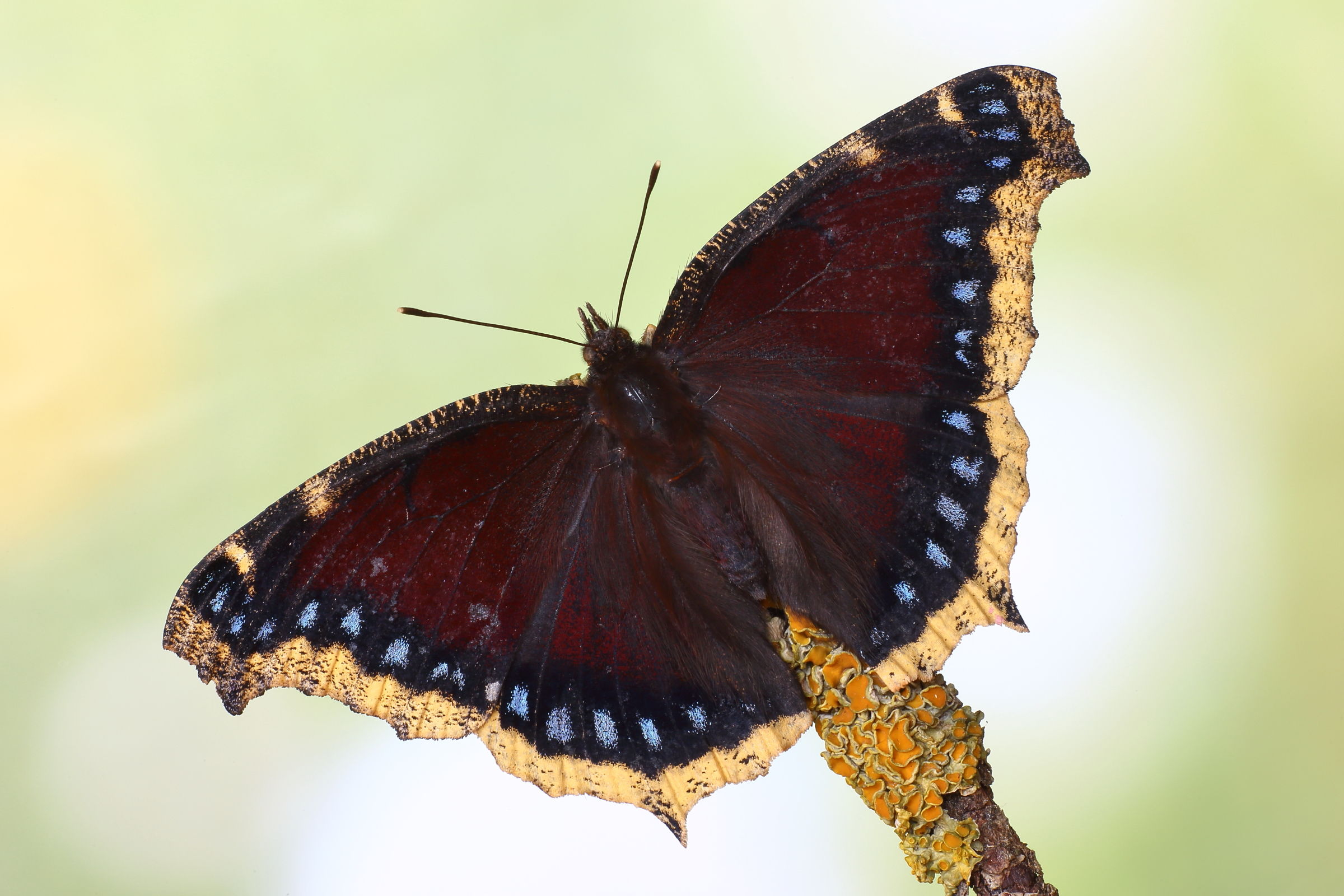 Vanessa Antiopa at Ali explained