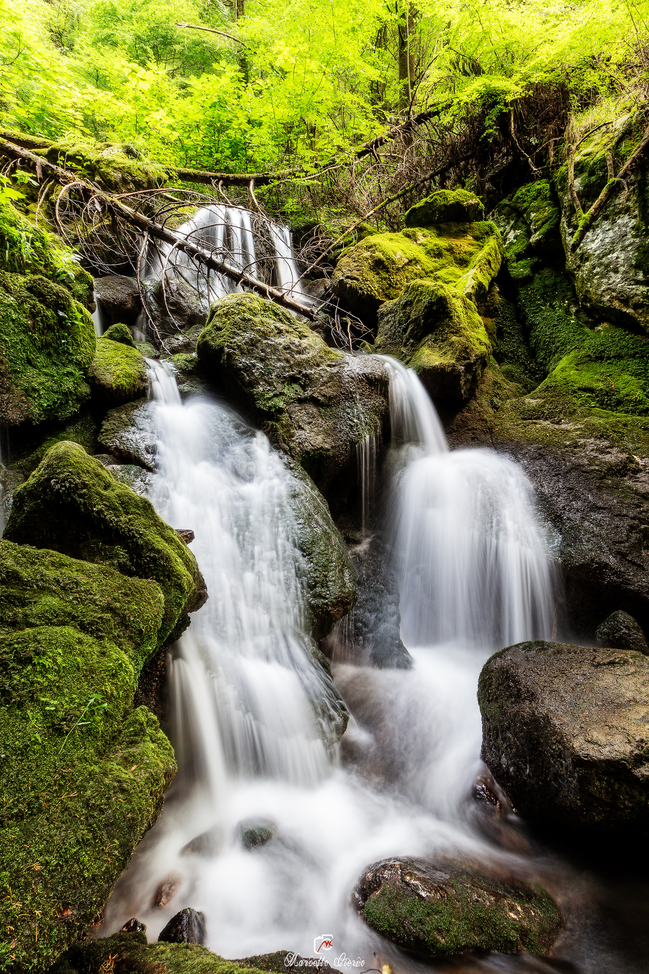 Cipresseta of Fontegreca