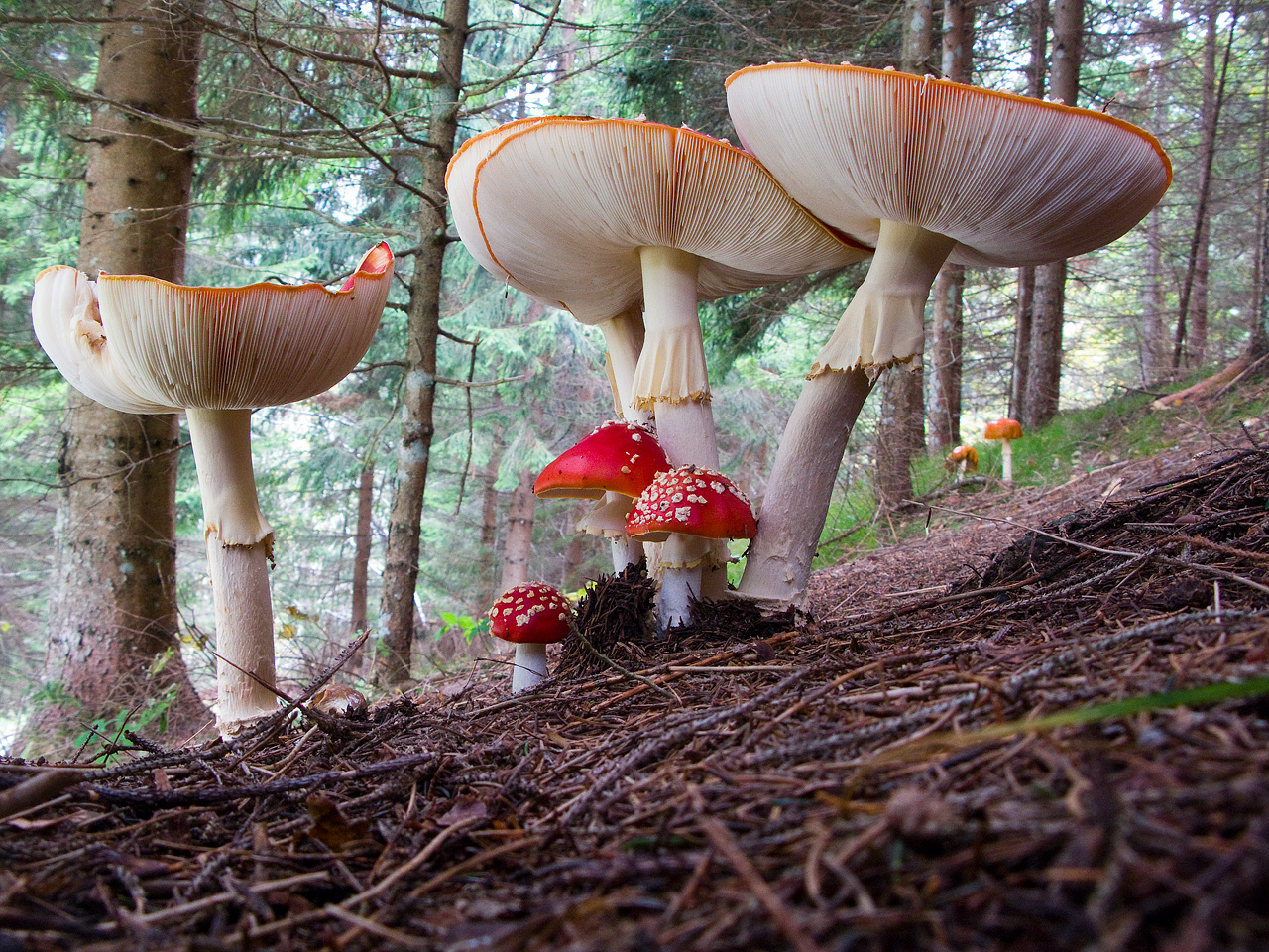 Ombrelloni del sottobosco.