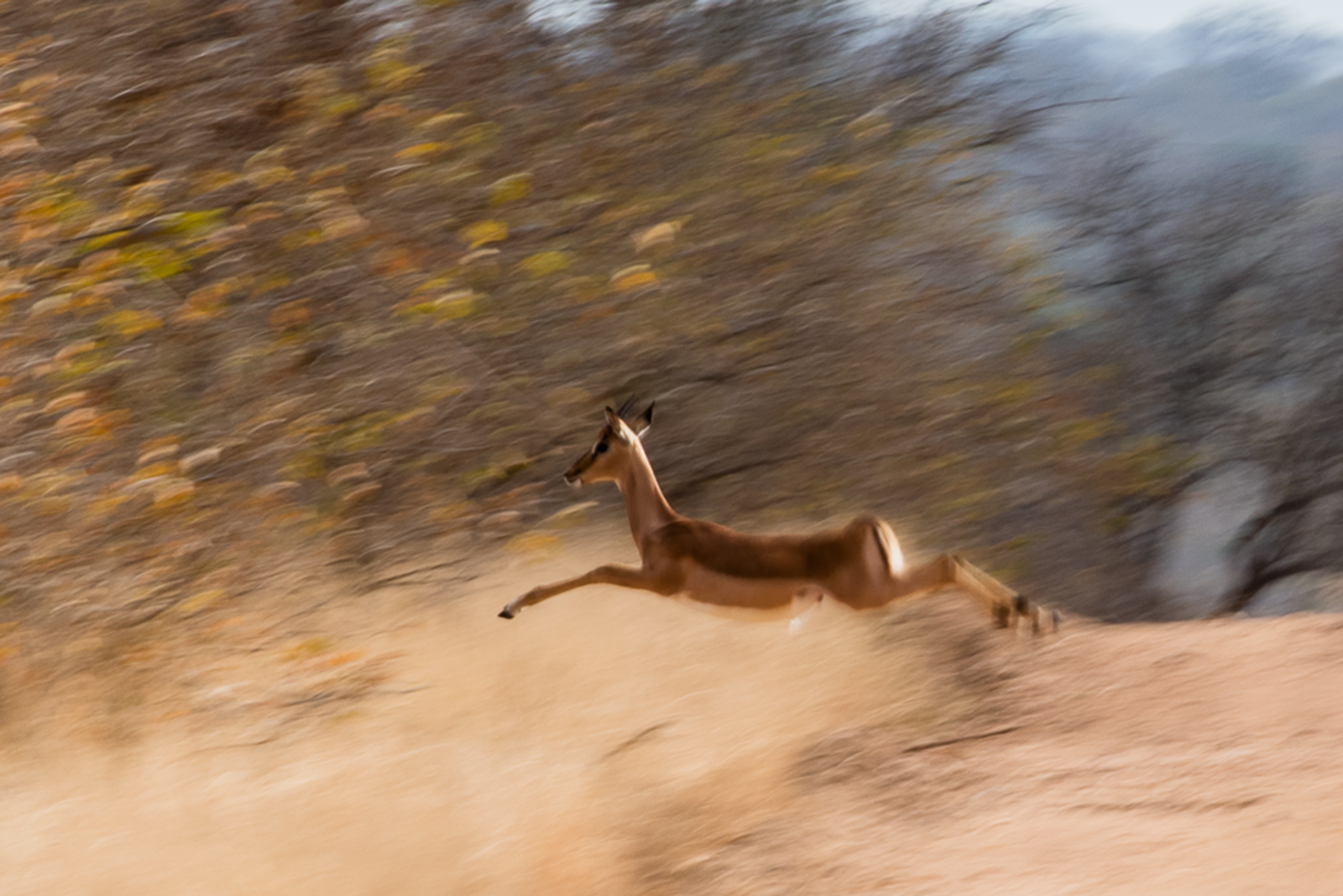Impala saltatore