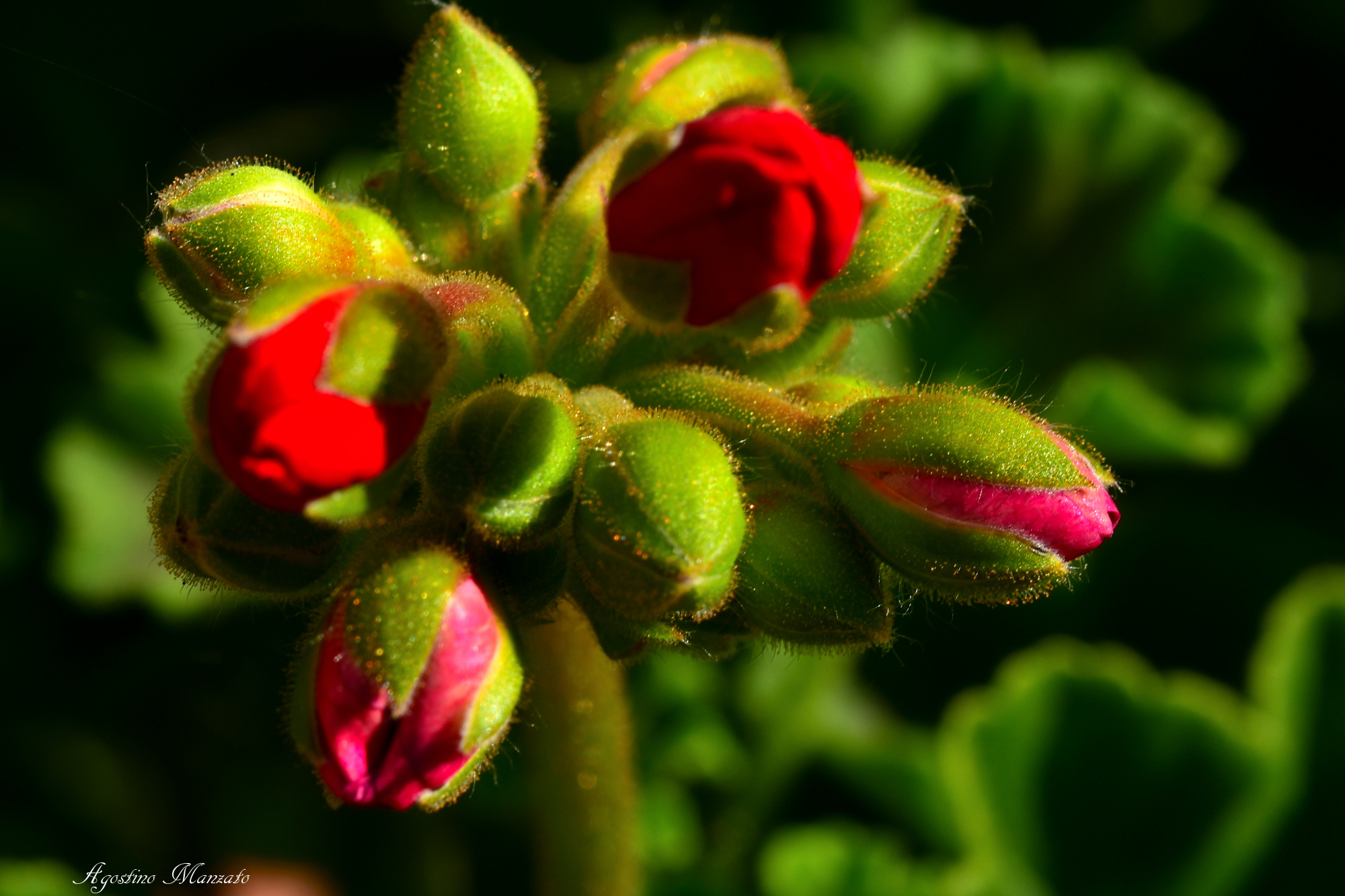 Allo sbocciare dei gerani