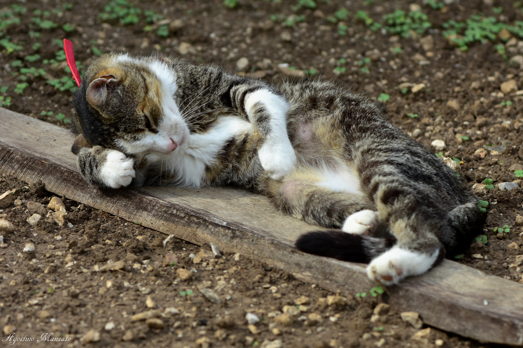 Ma dovete proprio svegliarmi?