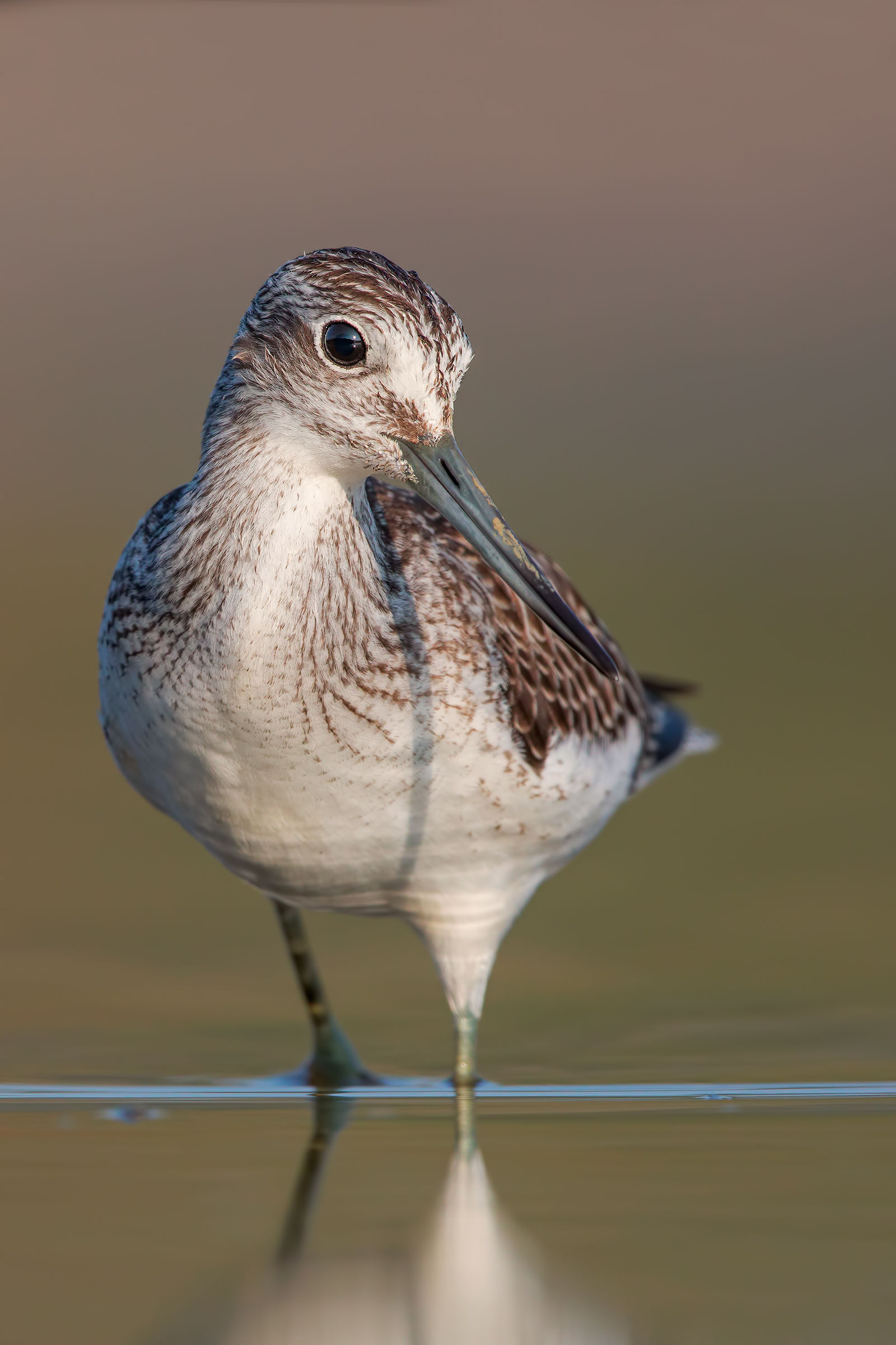 Greenshank