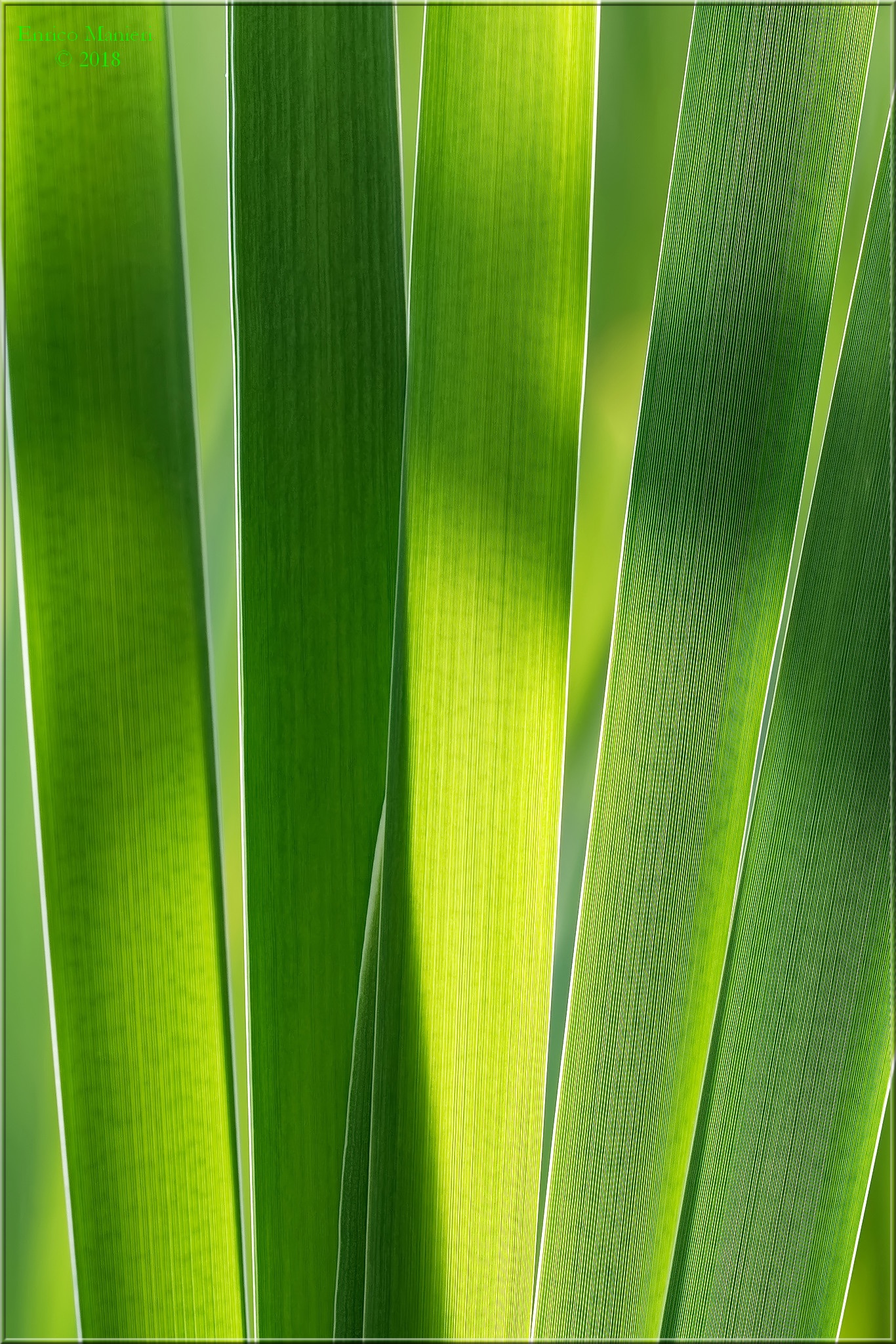 50 sfumature di verde