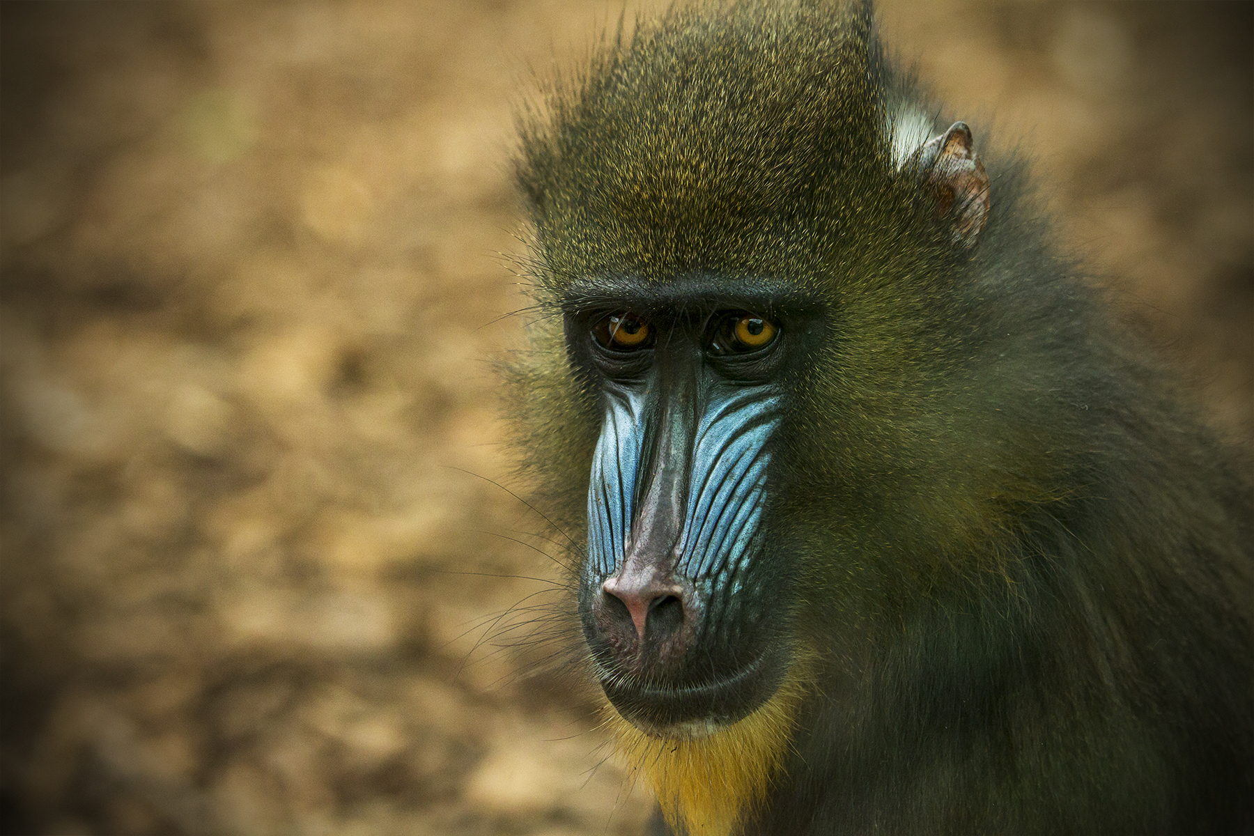 How sad ... live "biopark"