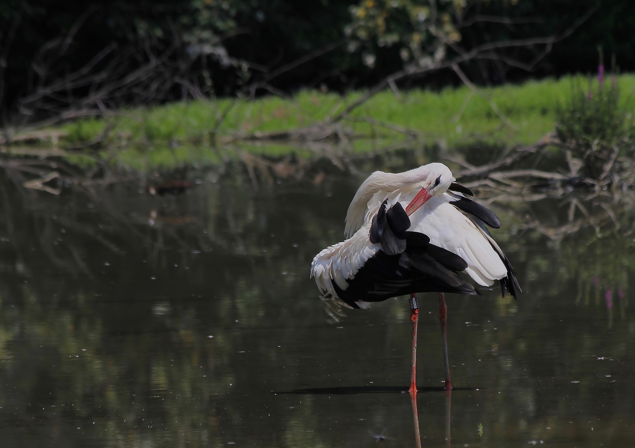 White Stork