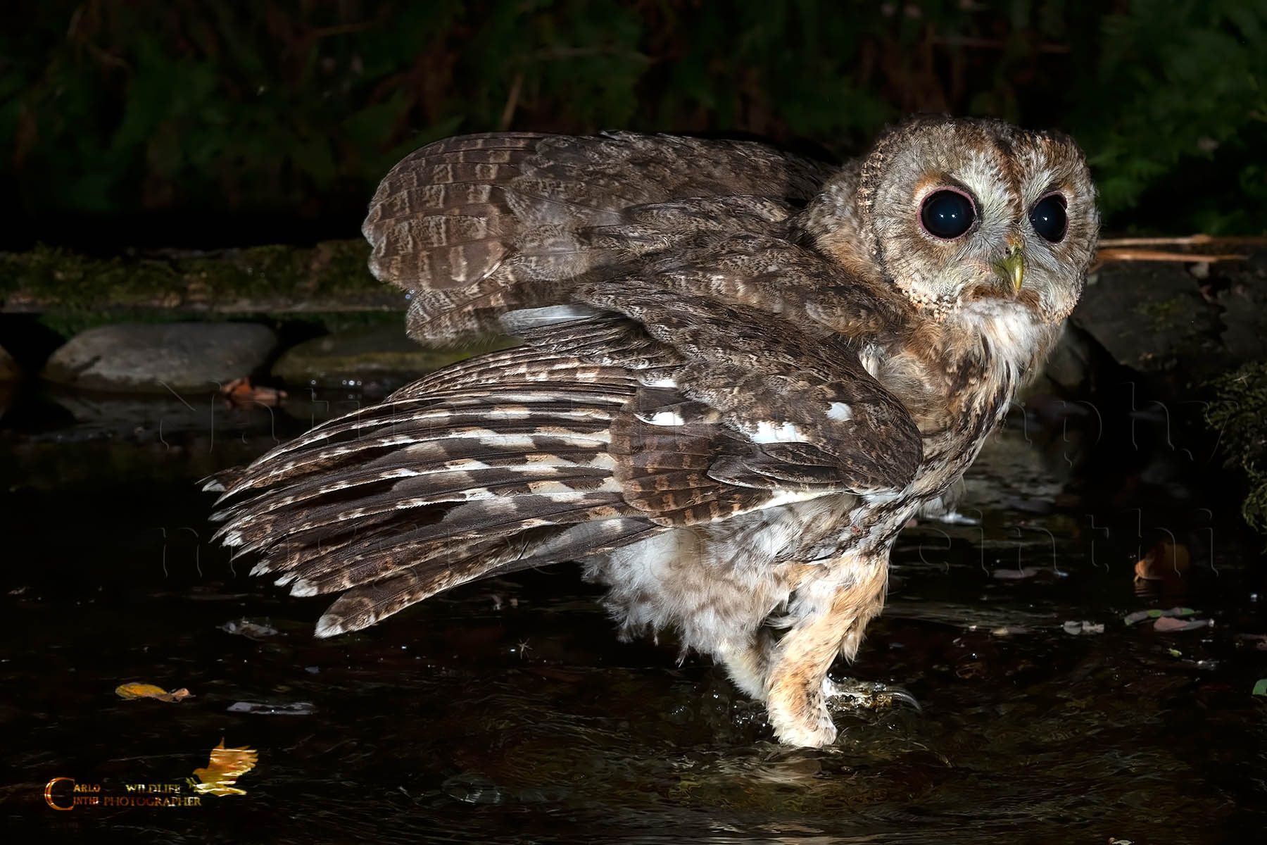 Tawny Owl in the bathroom
