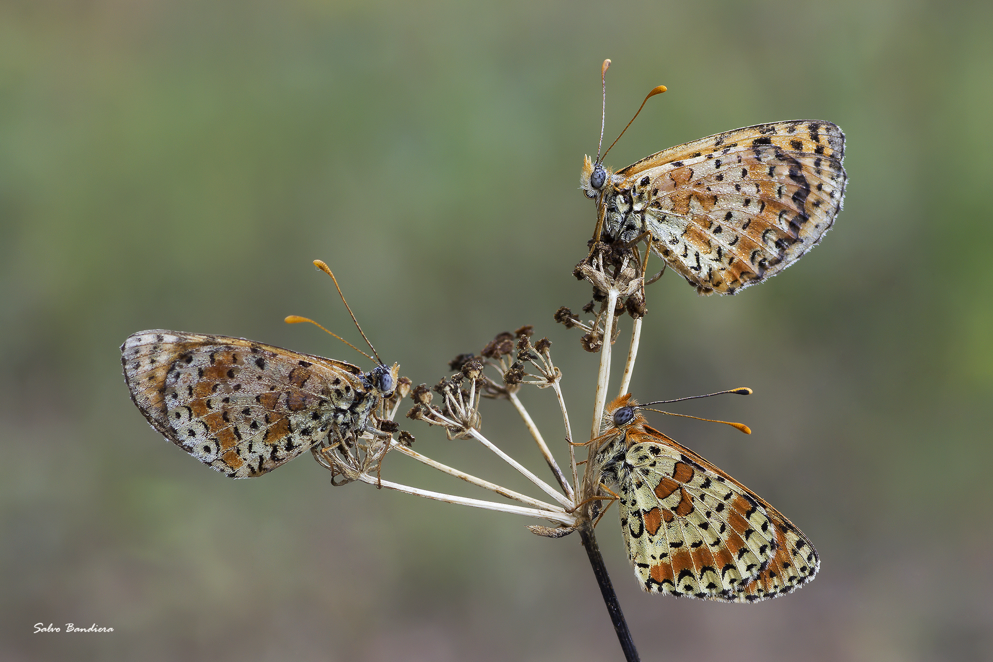 Triptych of Meliteae