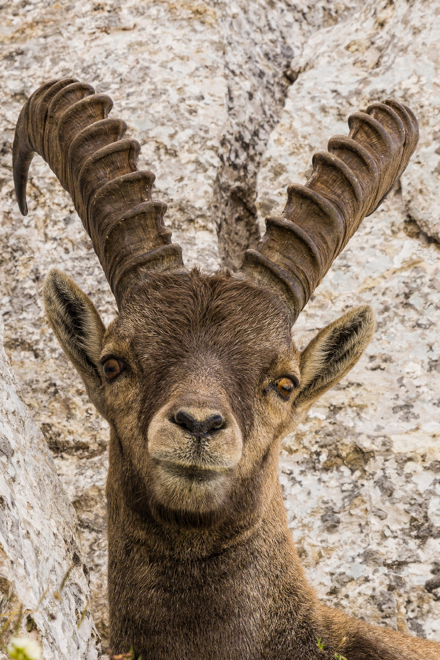 Close-Up IBEX 2-3 MT