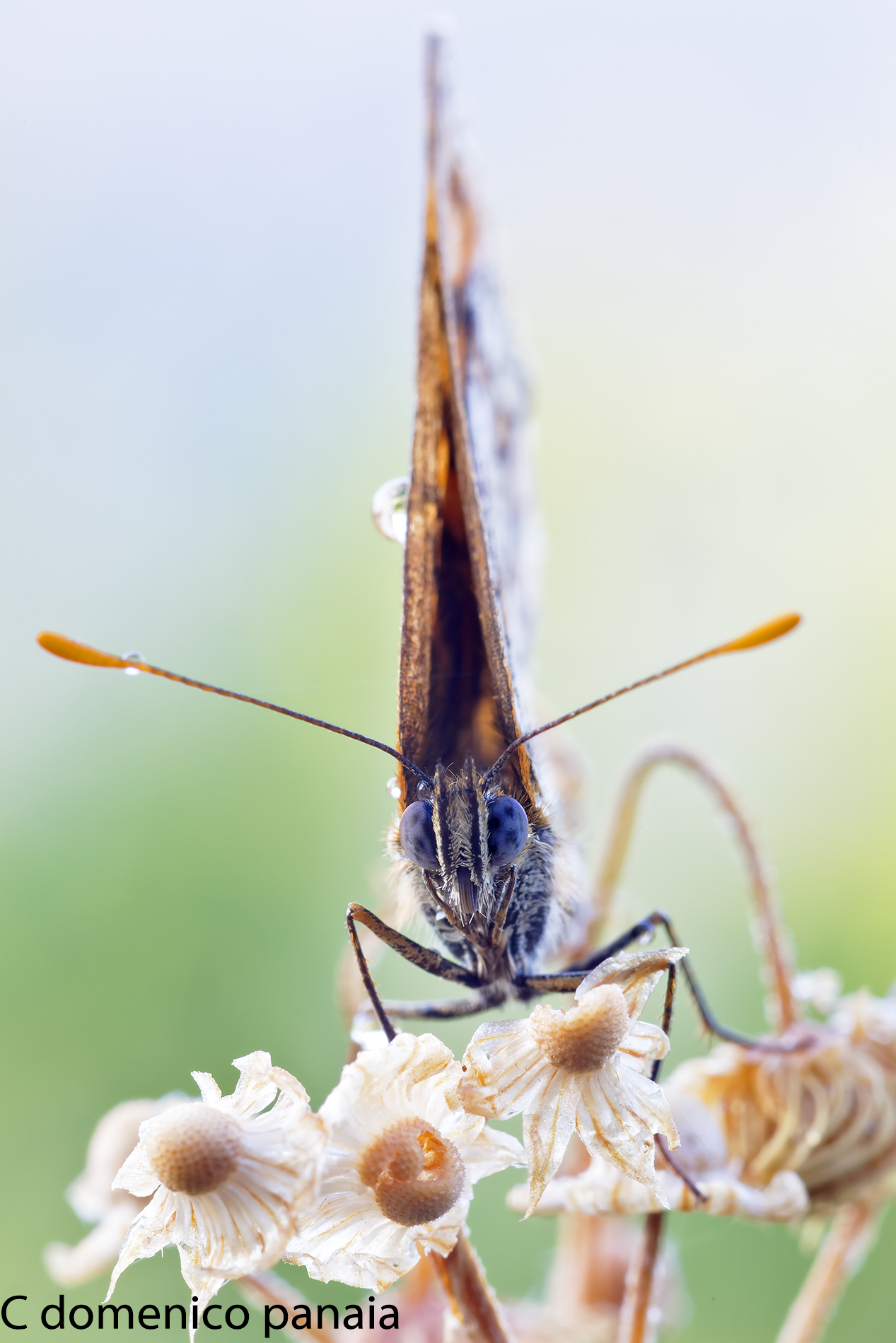 l'incontro con l'alieno