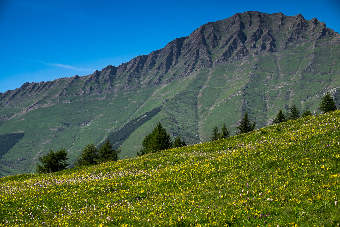 The flowed meadows of the Orsiera-Rocciavrè Natural P...