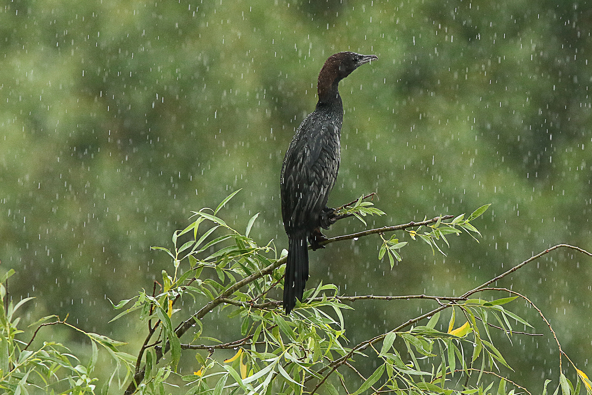 Lesser in the rain