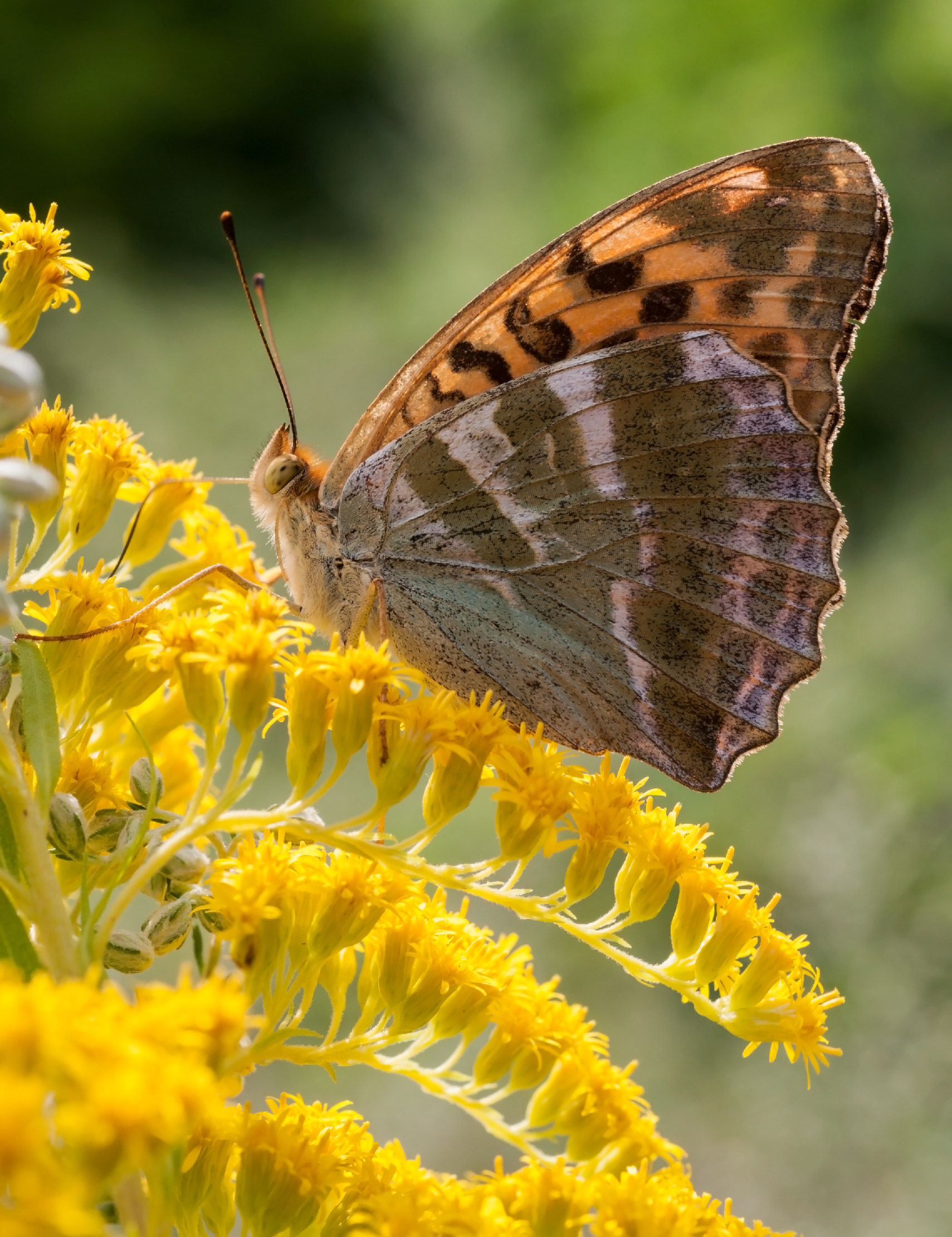 Macro - prova 2 Argynnis paphia