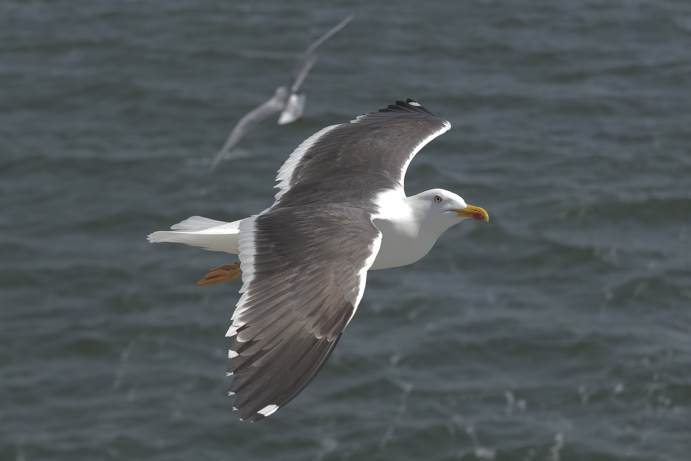 Gabbiano reale - Yellow-legged Gull
