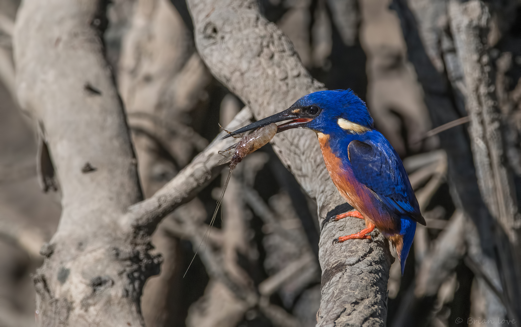 Martin pescatore azzurro (Ceìce Azureus)