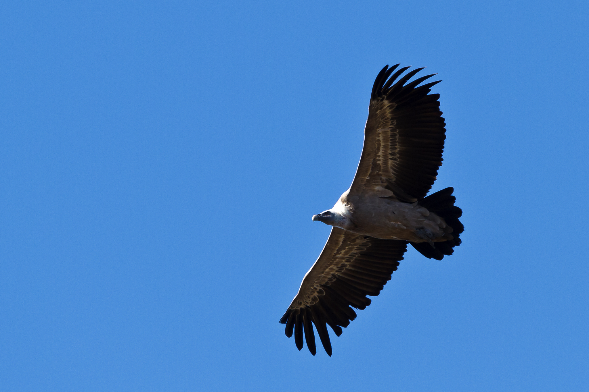 Grifone Gyps fulvus sulla litoranea  Bosa- Alghero