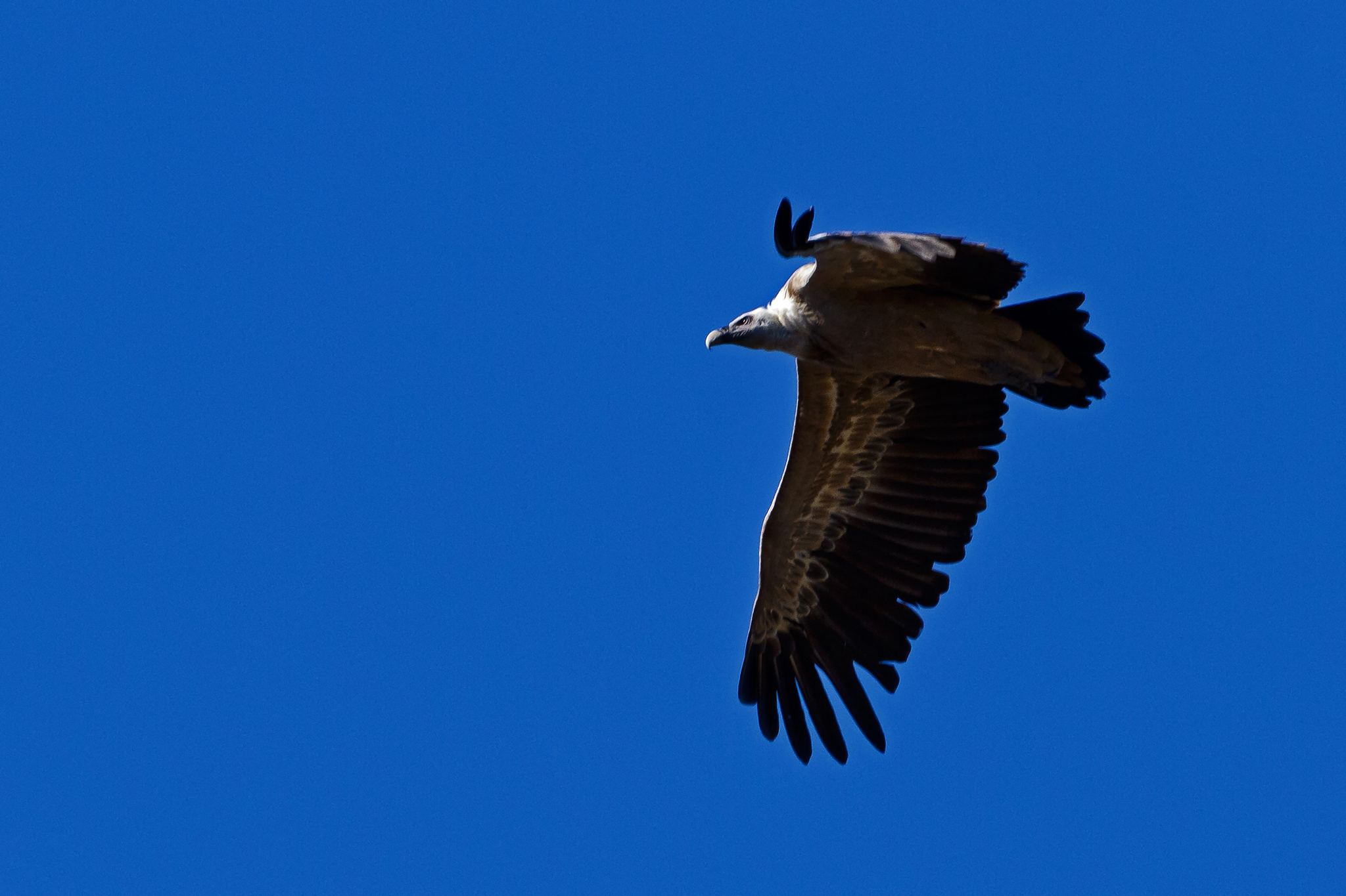 Grifone Gyps fulvus sulla litoranea  Bosa- Alghero
