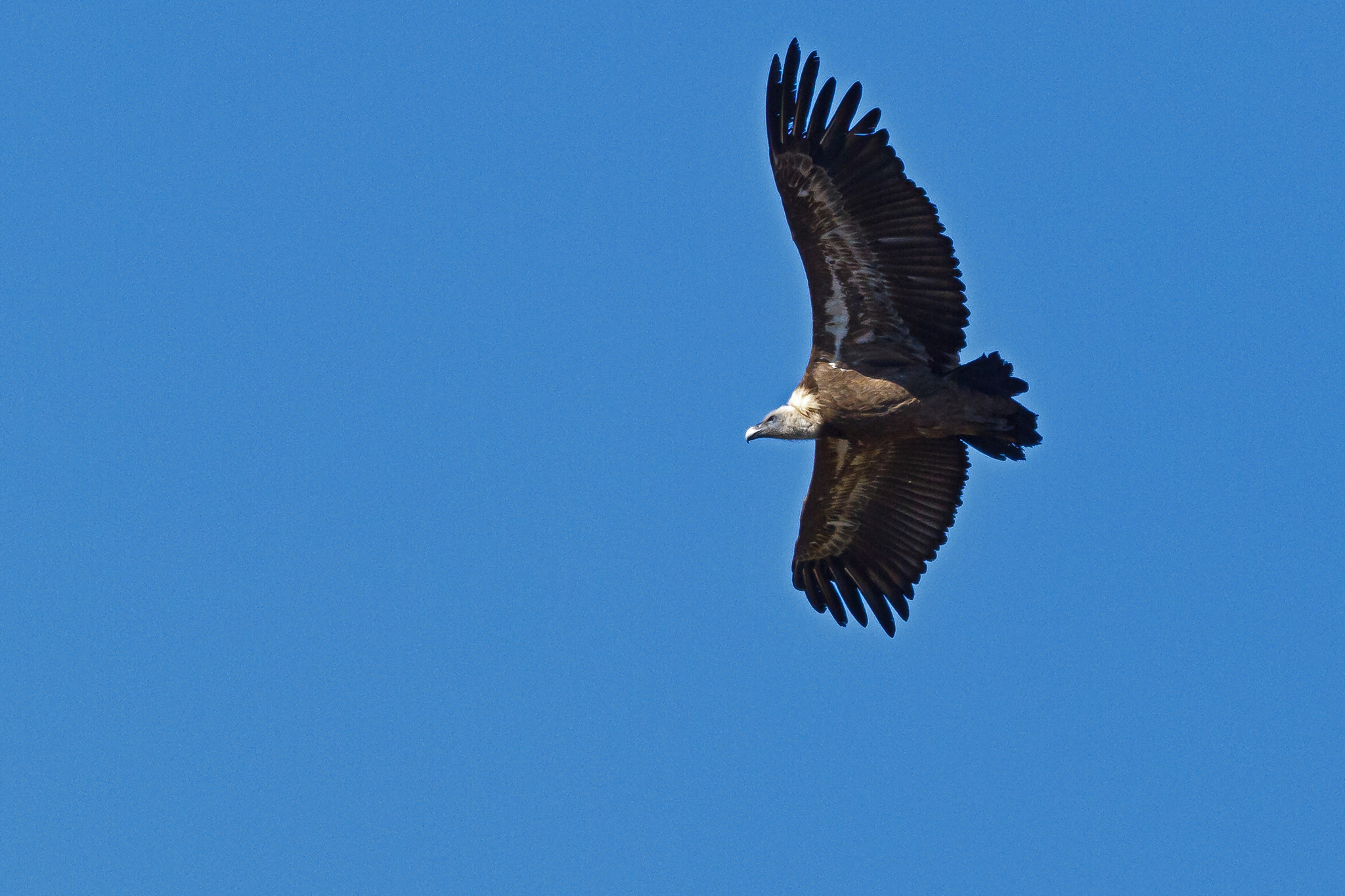 Grifone Gyps fulvus sulla litoranea  Bosa- Alghero