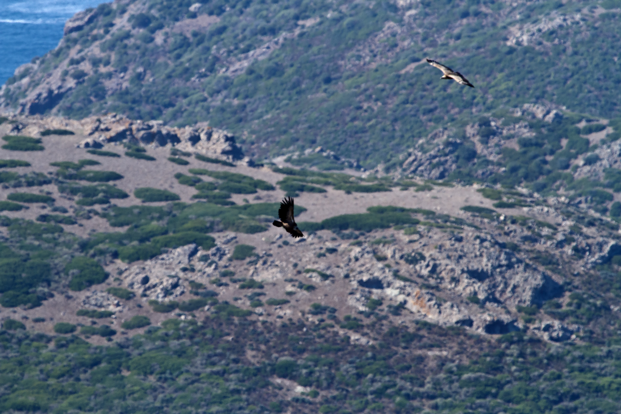 Grifone Gyps fulvus sulla litoranea  Bosa- Alghero