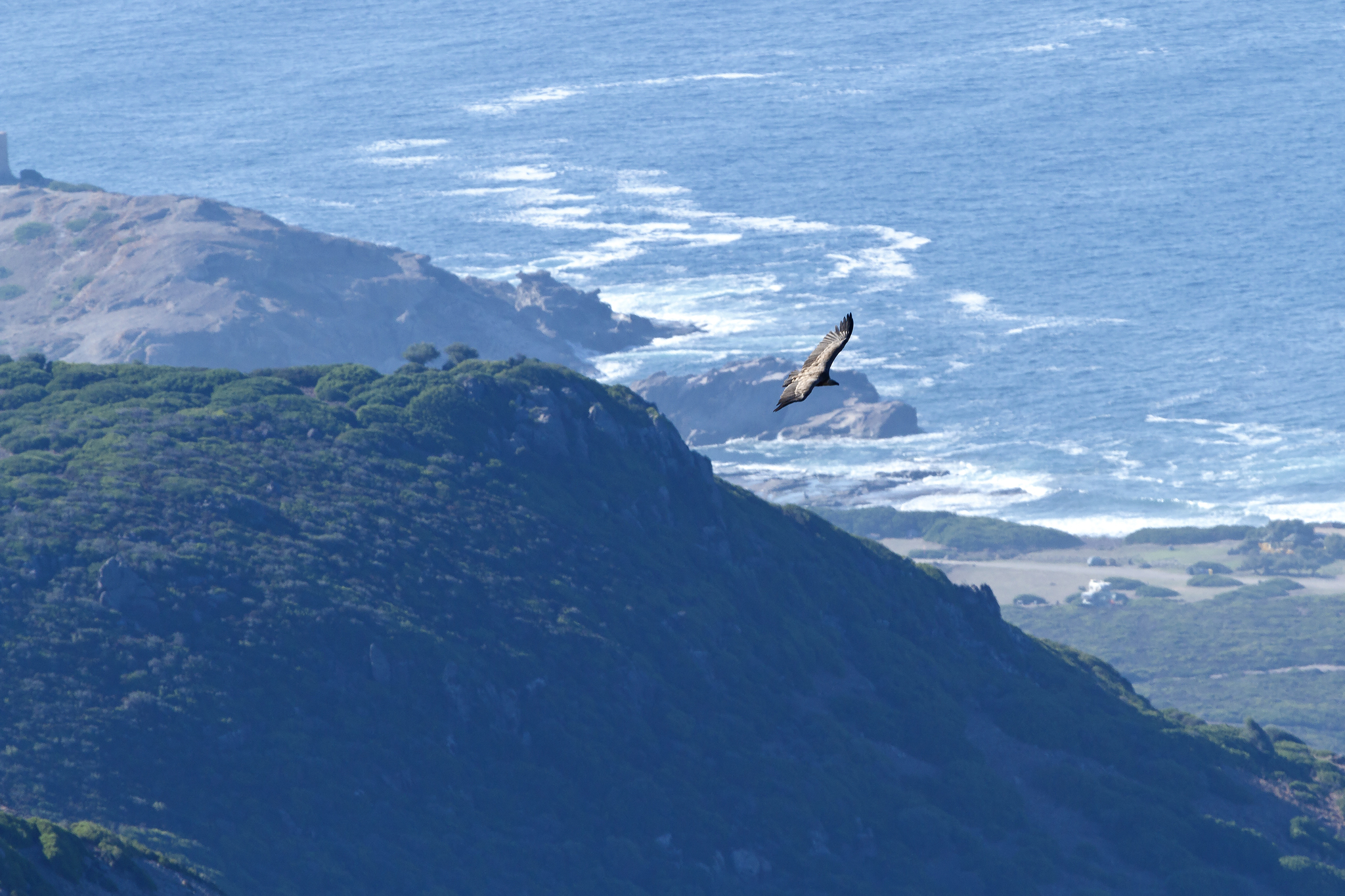 Grifone Gyps fulvus sulla litoranea  Bosa- Alghero