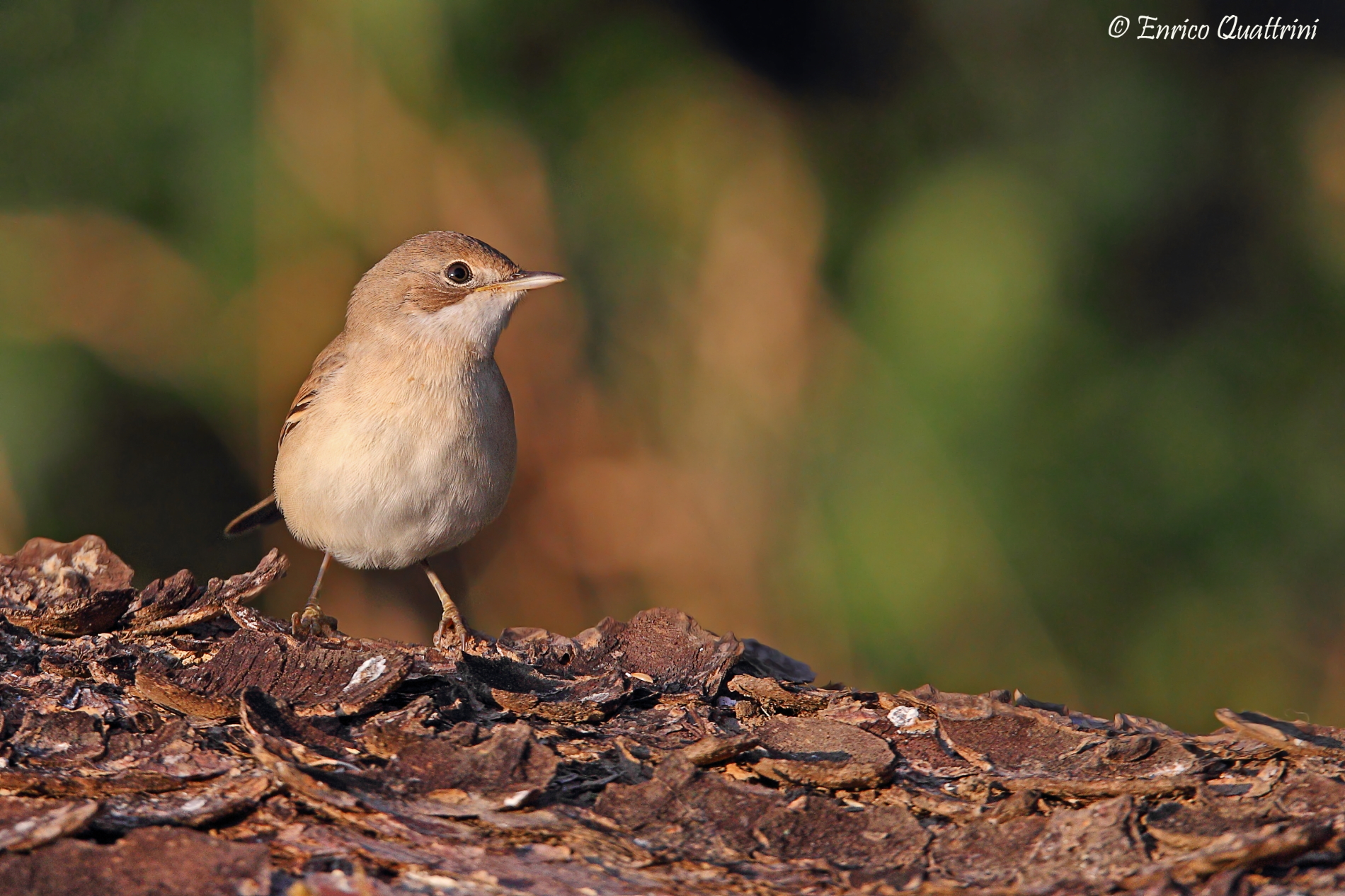 Lesser Whitethroat