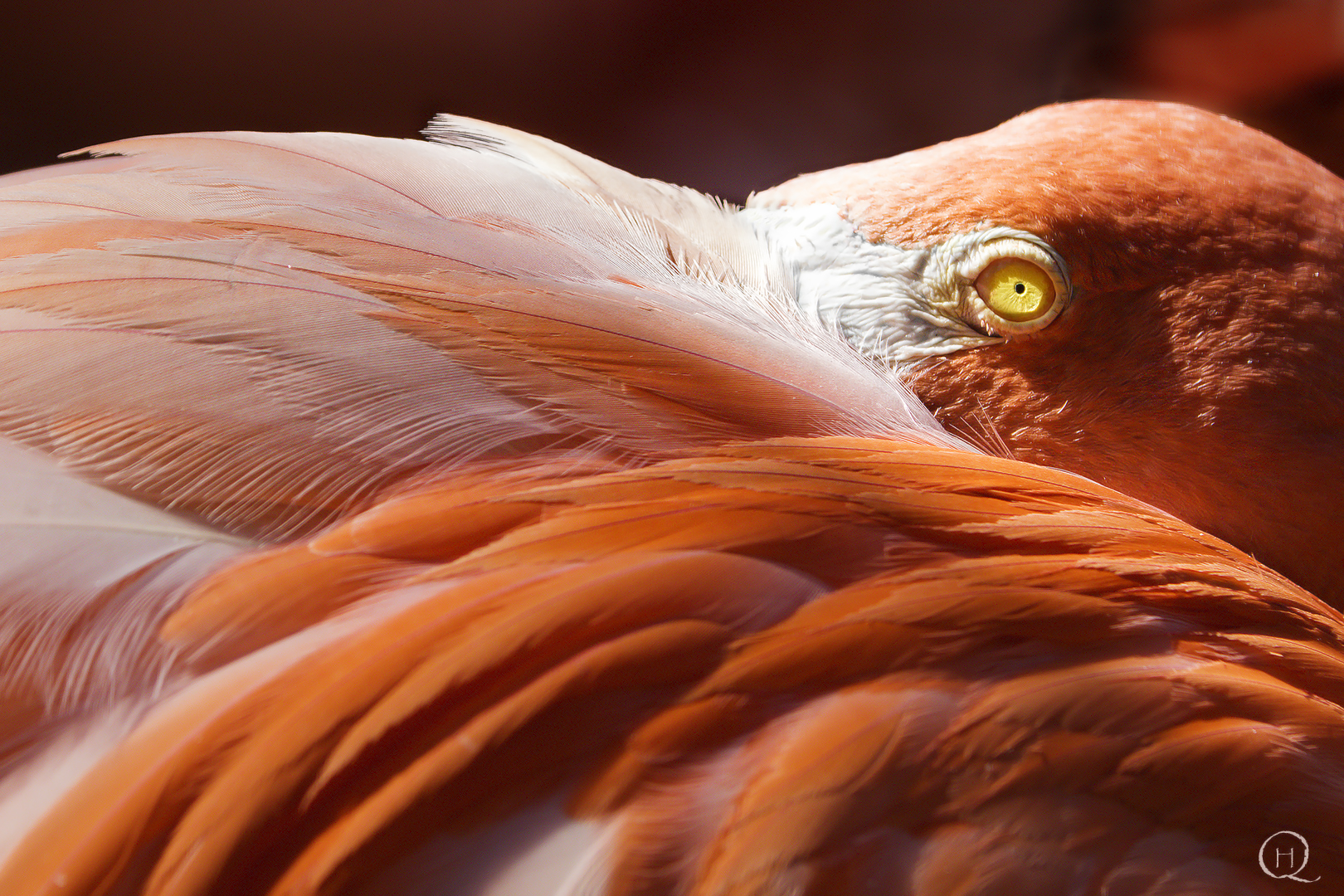 Phoenicopterus ruber