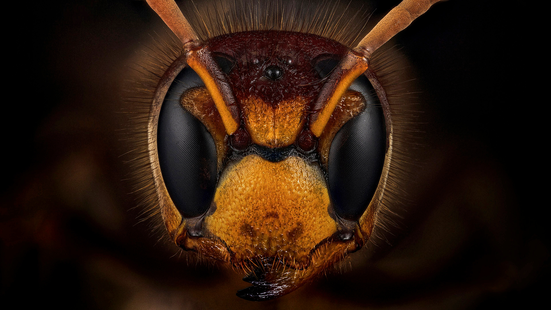 Vespa crabro