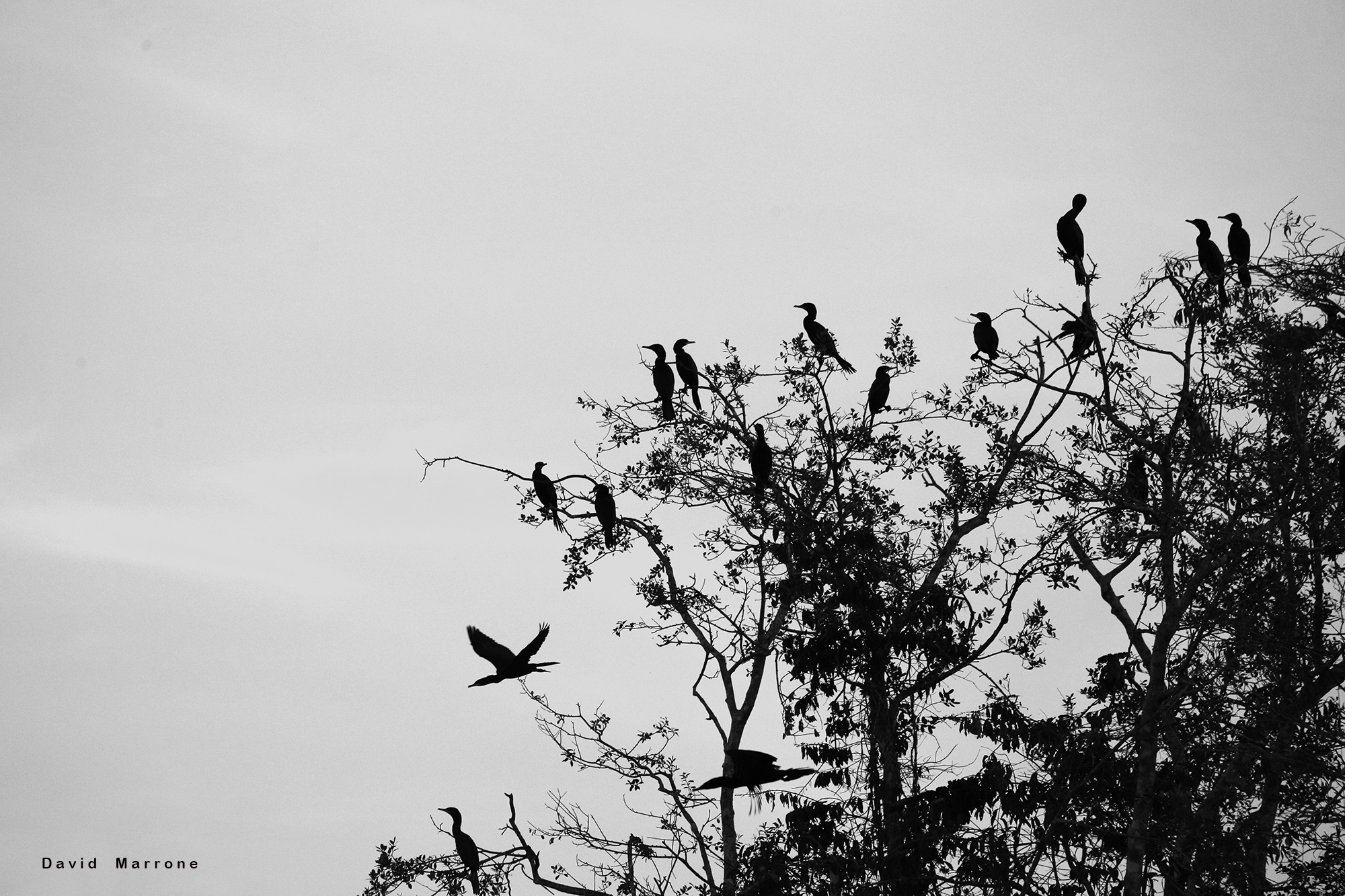L'albero degli uccelli
