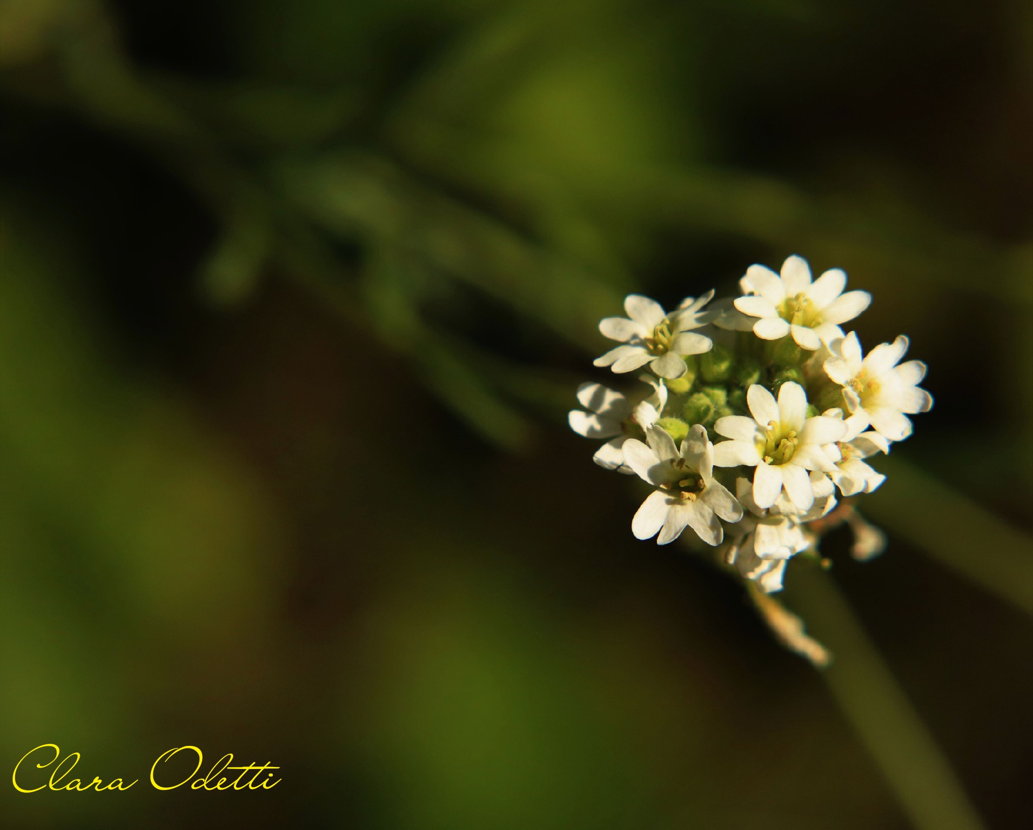Spirea