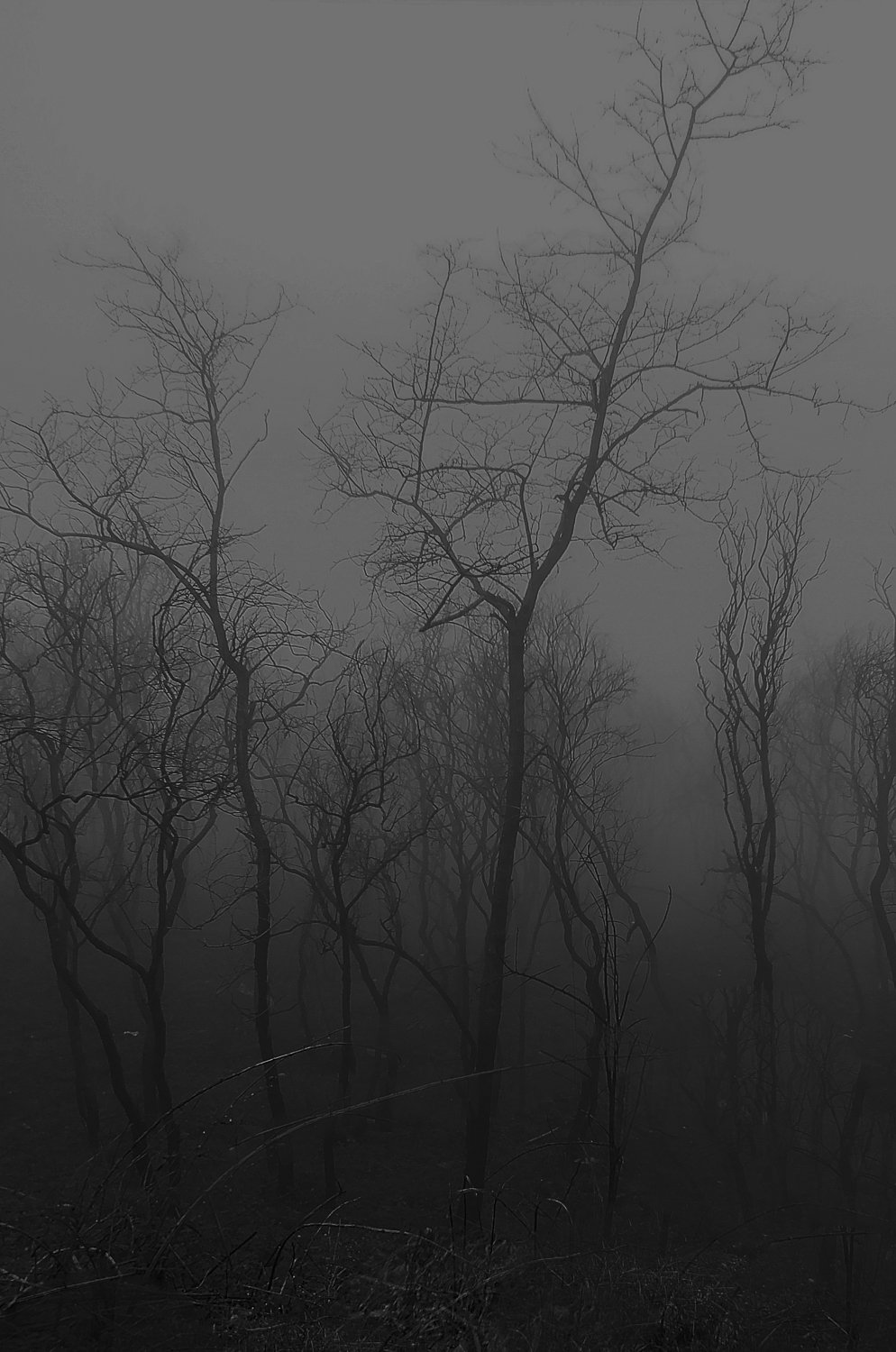 foschia sulle pendici del vesuvio