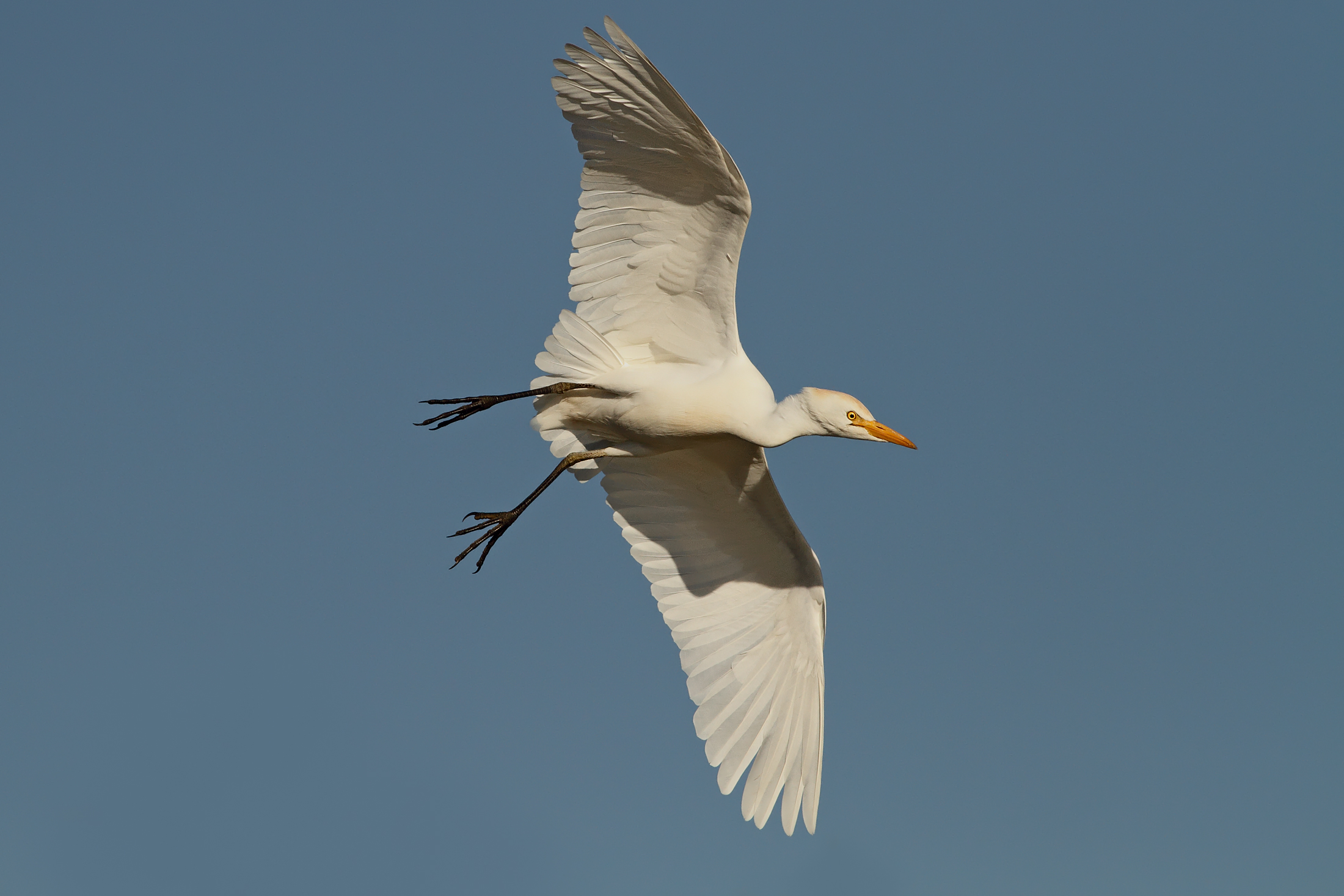 Guardabuoi in flight