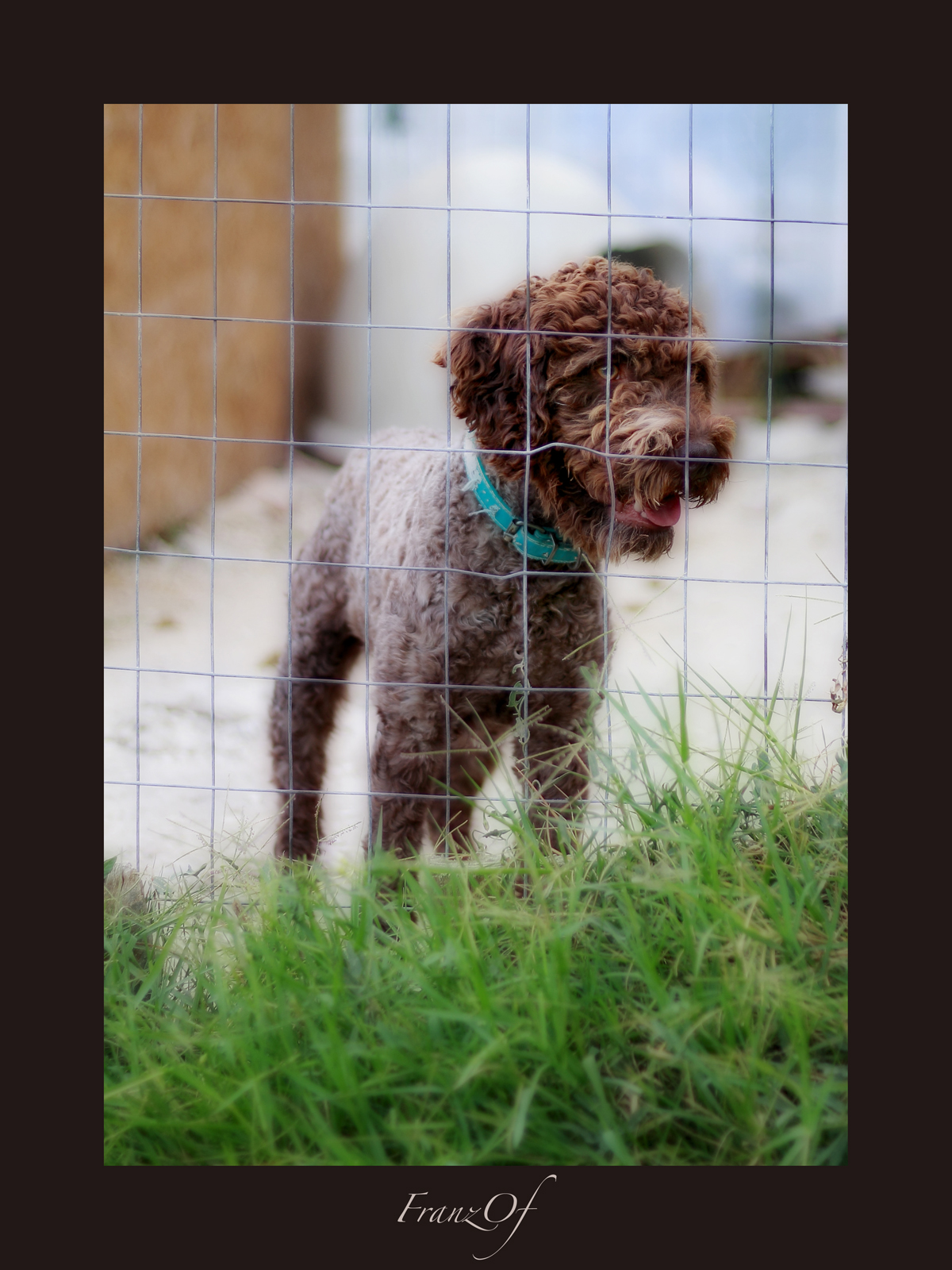 Rocco, uno dei nostri cani da tartufo.