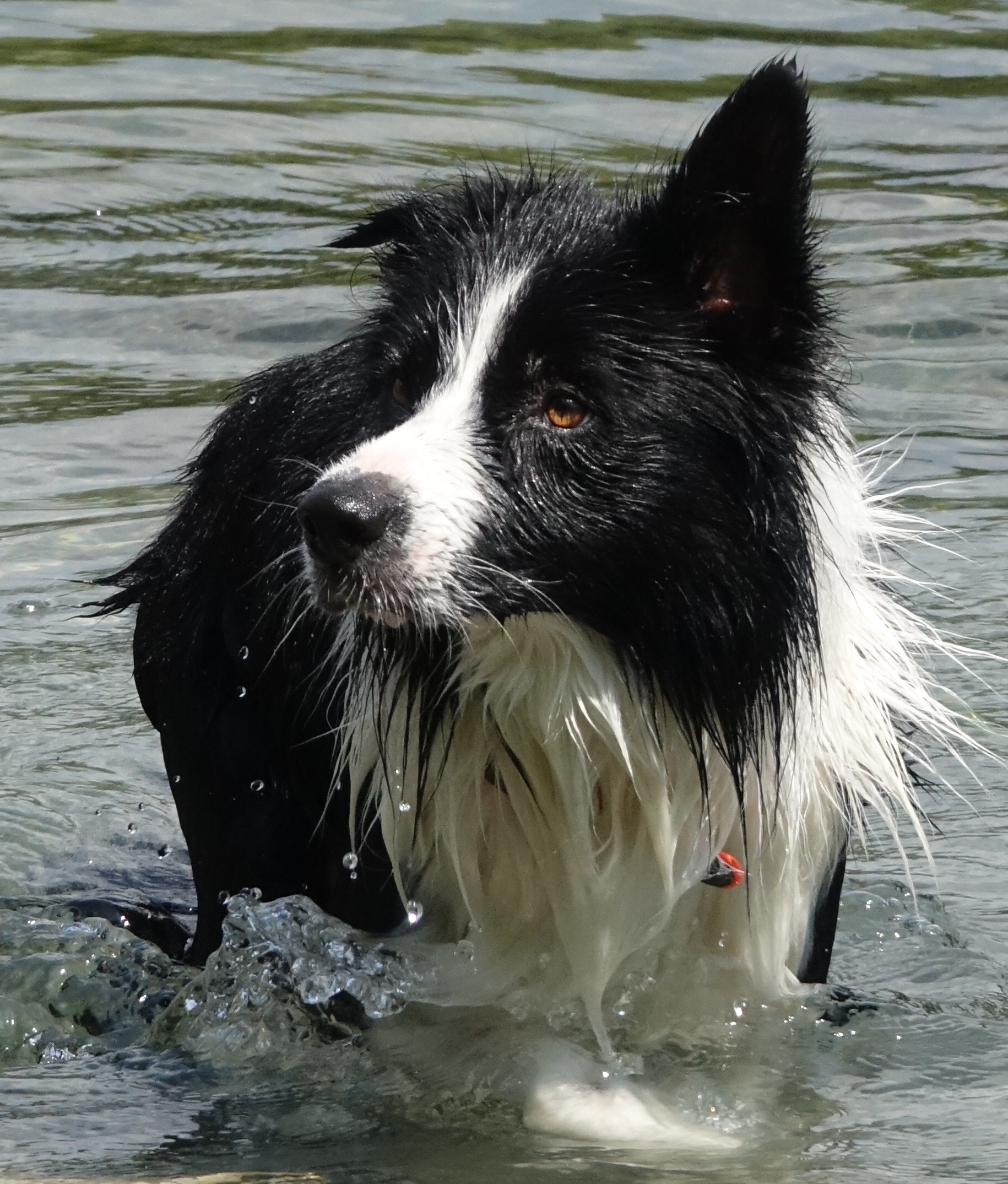 Border Collie al bagno 2