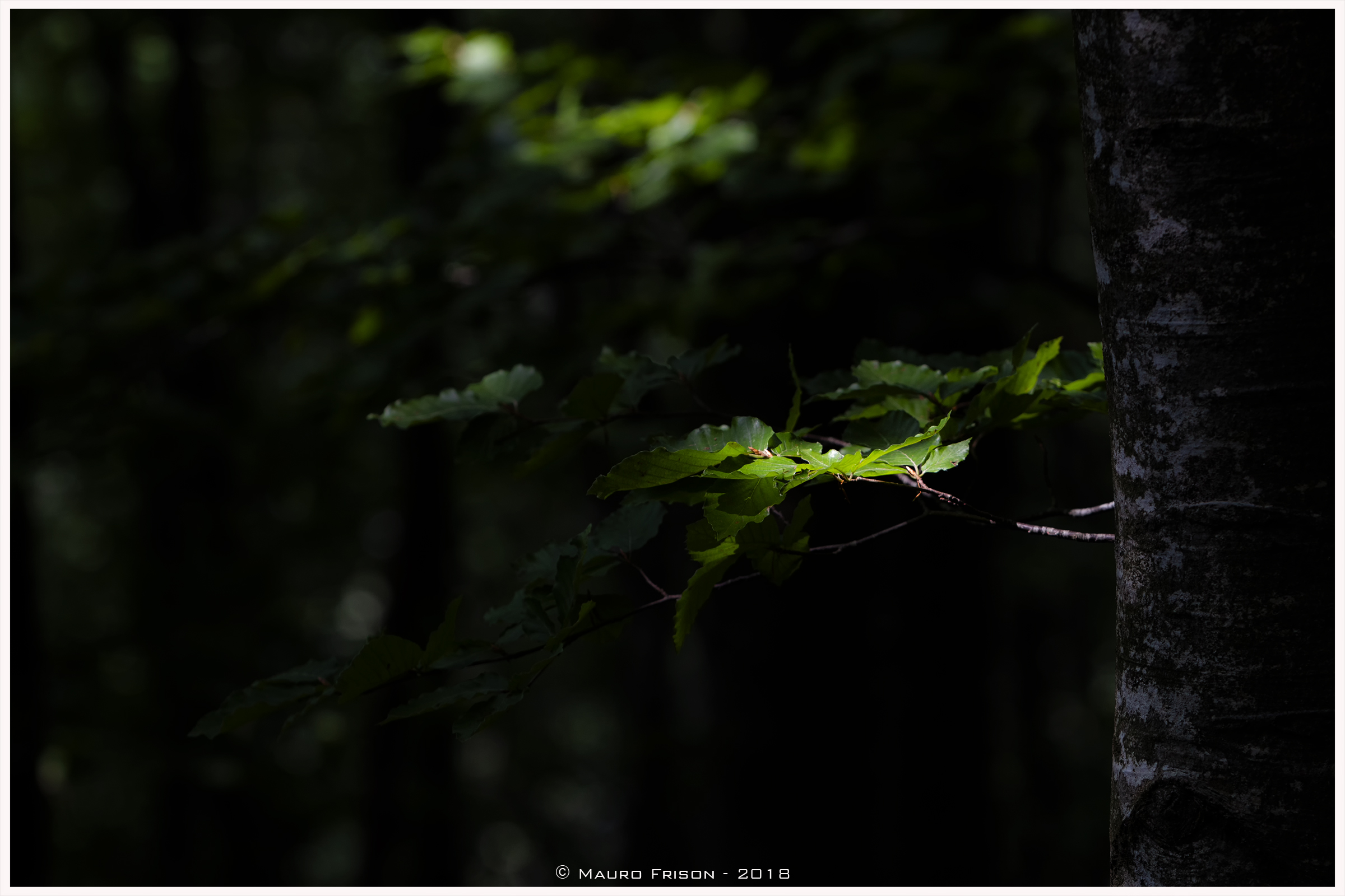A ray of light in the beech forest