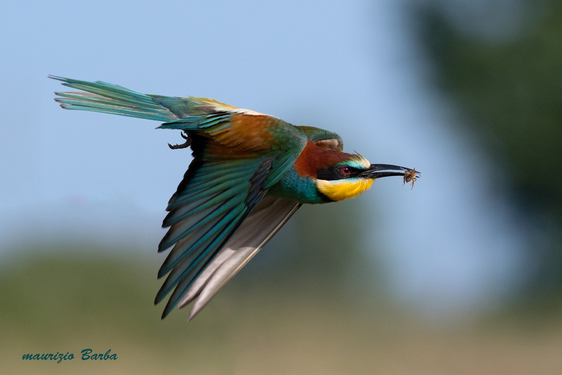 Bee-eater