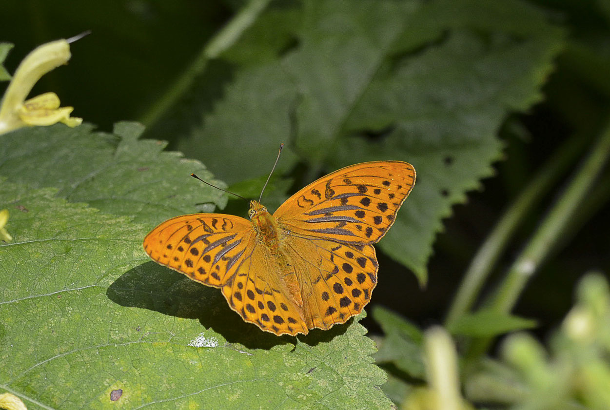 Argynnis Paphia
