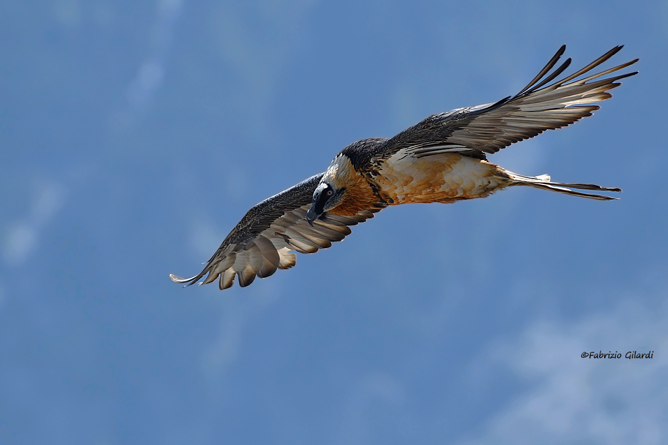 Gypaetus barbatus (Bearded Vulture)