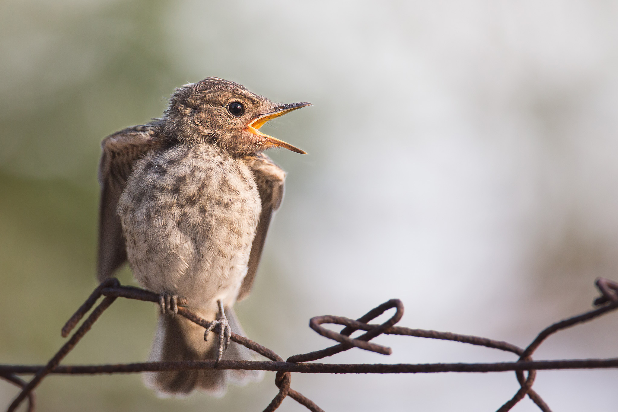 When is my turn? -Small catcher Waiting
