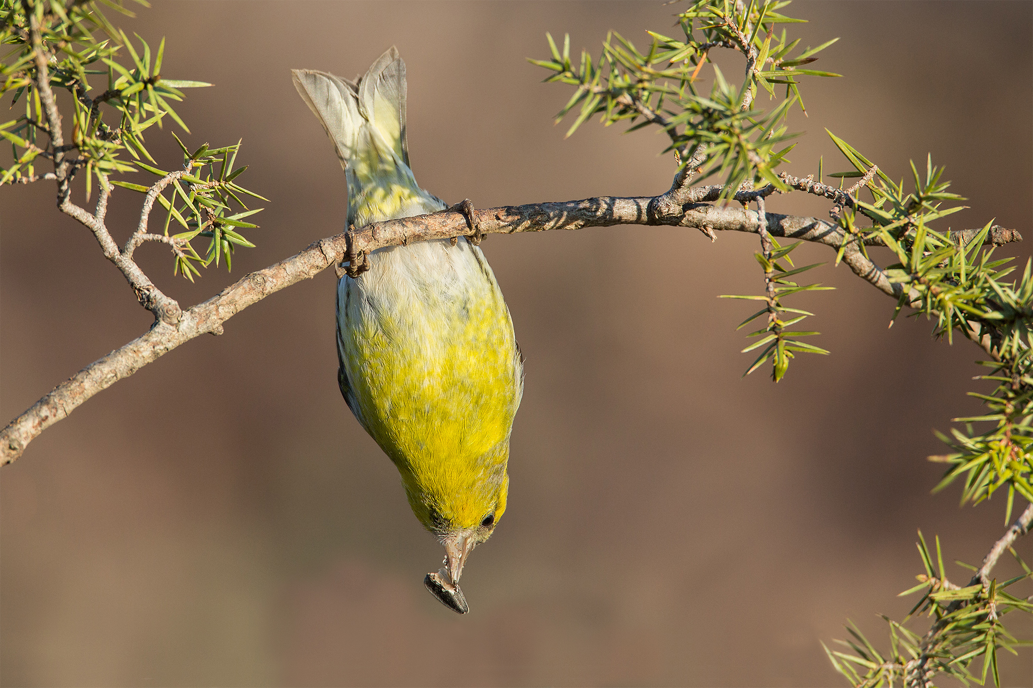 My mother, how they put them uncomfortable