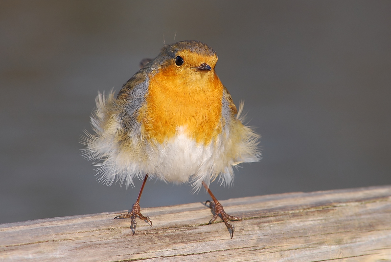 Pettirosso spettinato