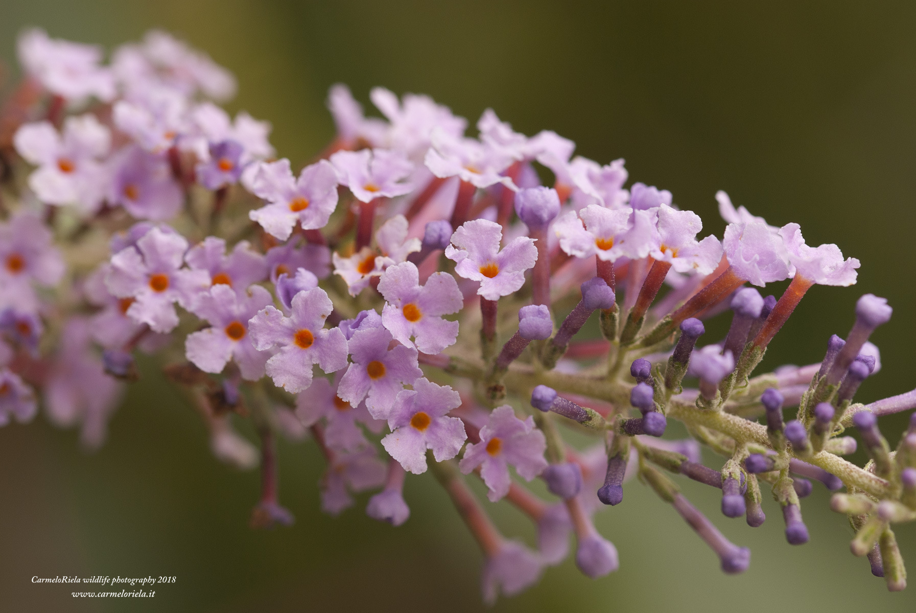 Racemo di Buddleia