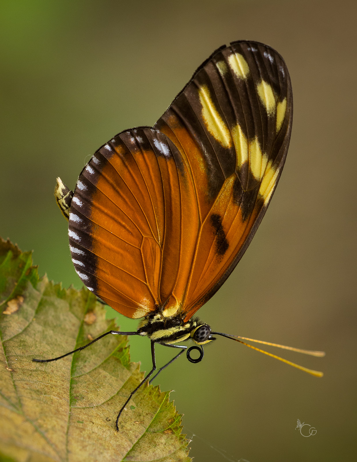 Heliconius ismenius clarescens - A Butler 1875