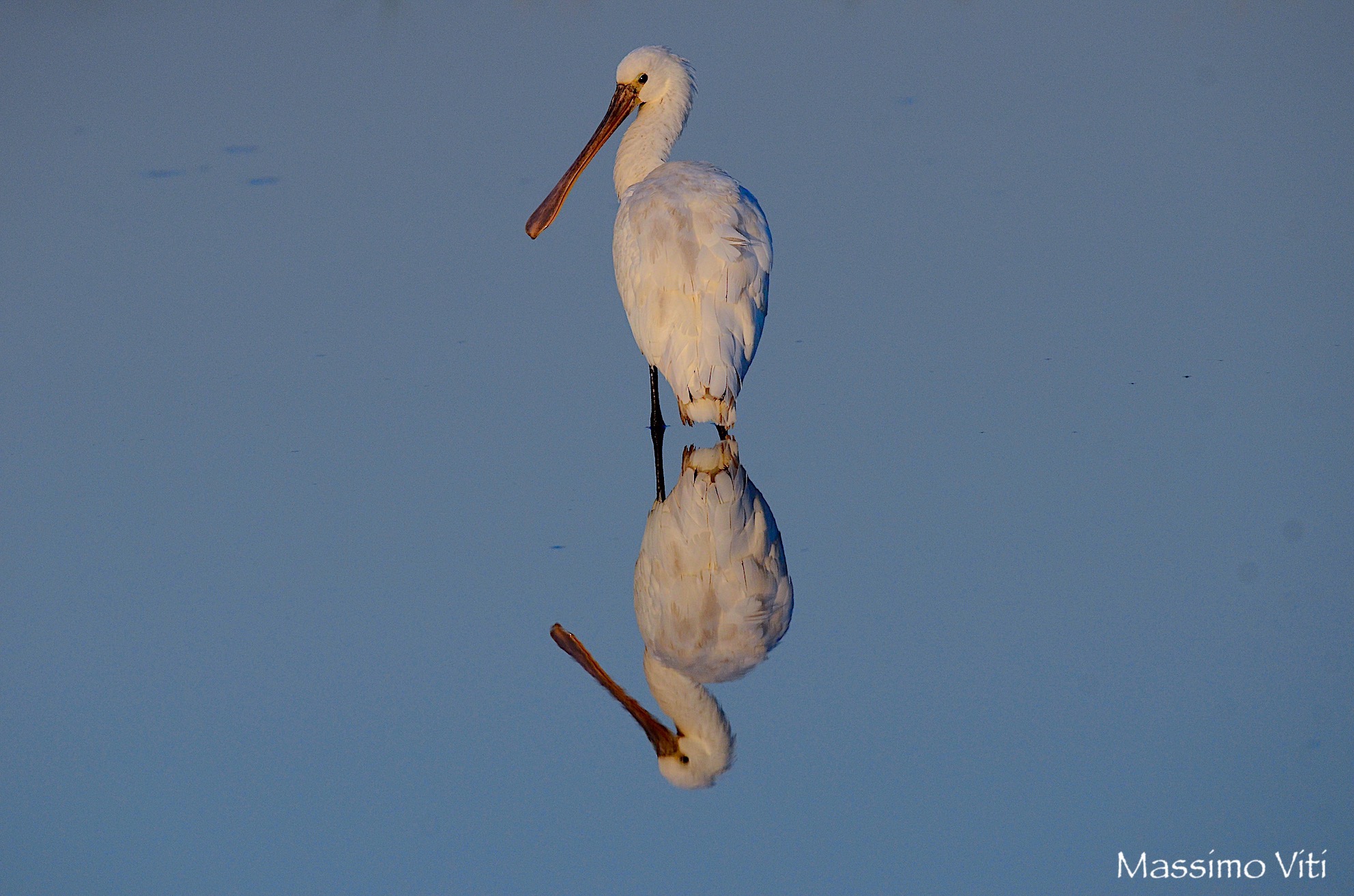 Spatola allo specchio ...