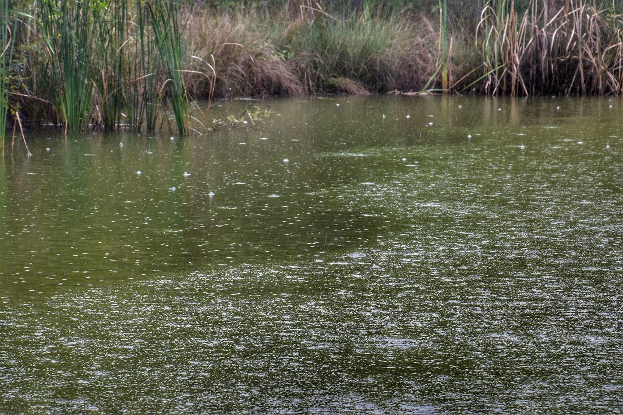 Leggera pioggerellina nello stagno