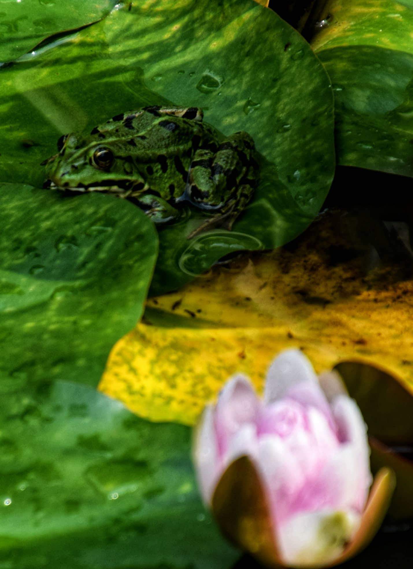 Il principe dello stagno