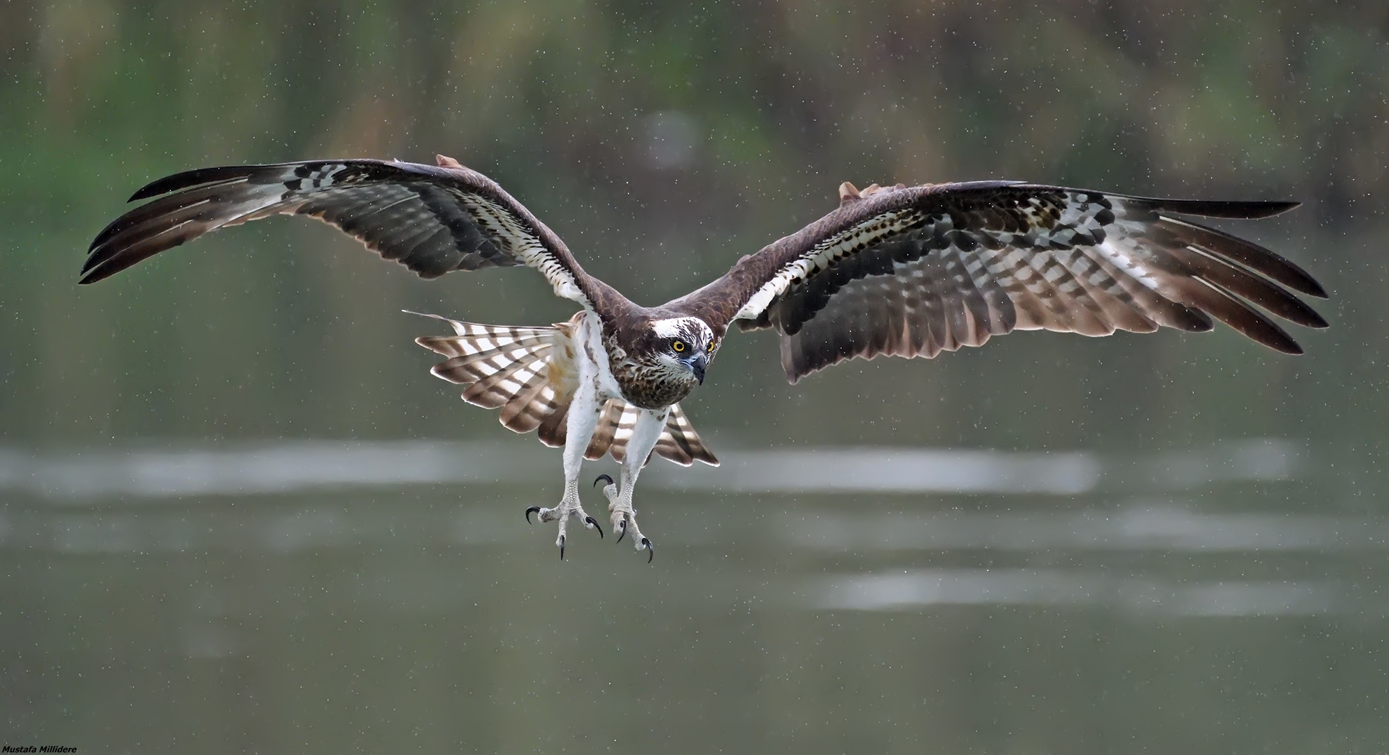 Osprey...