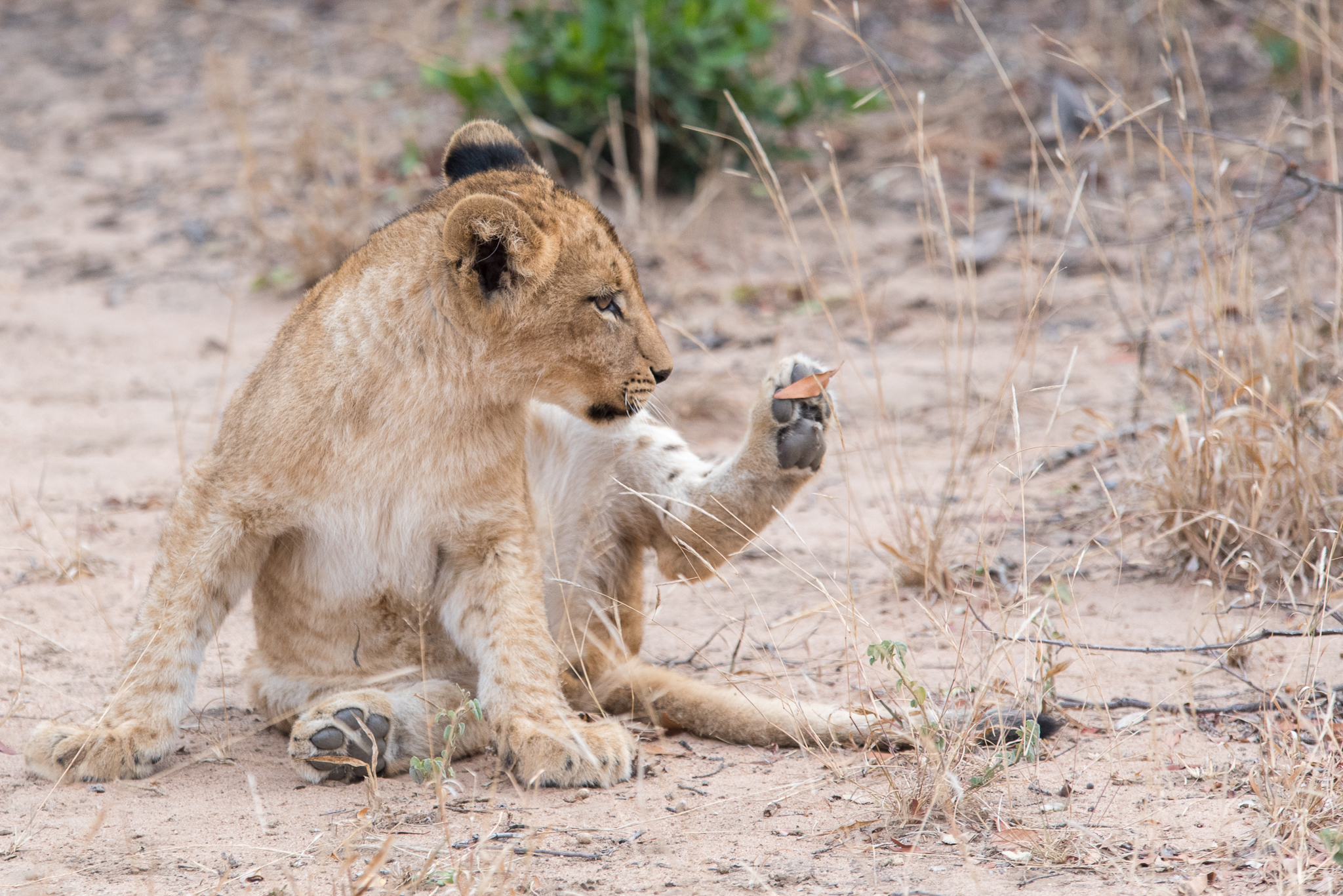 The Leaf and the king