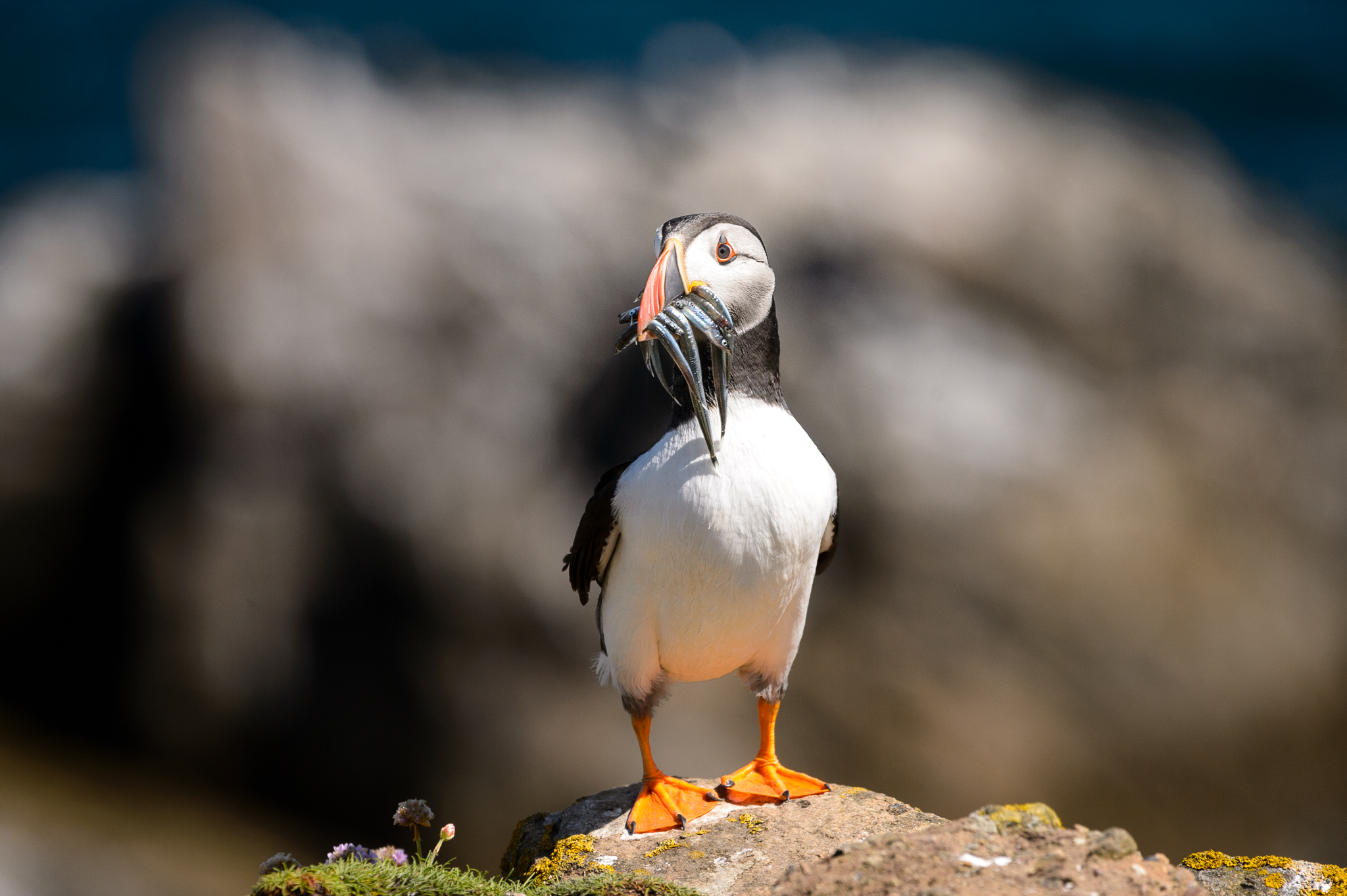 Atlantic puffin