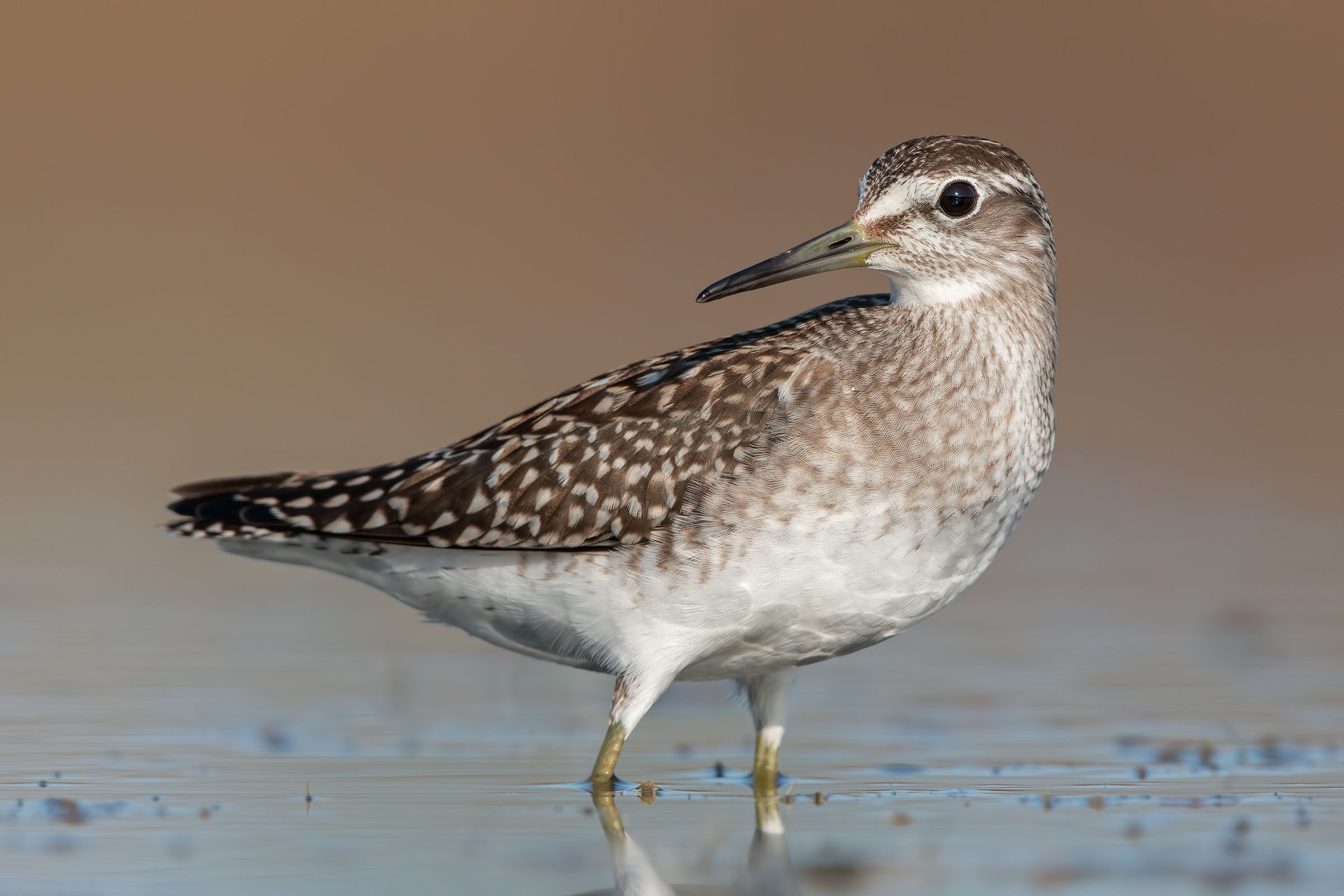 Pyro Pyro Boschereccio