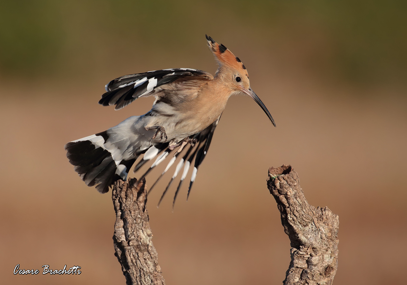 Hoopoe 2017, burst shots.